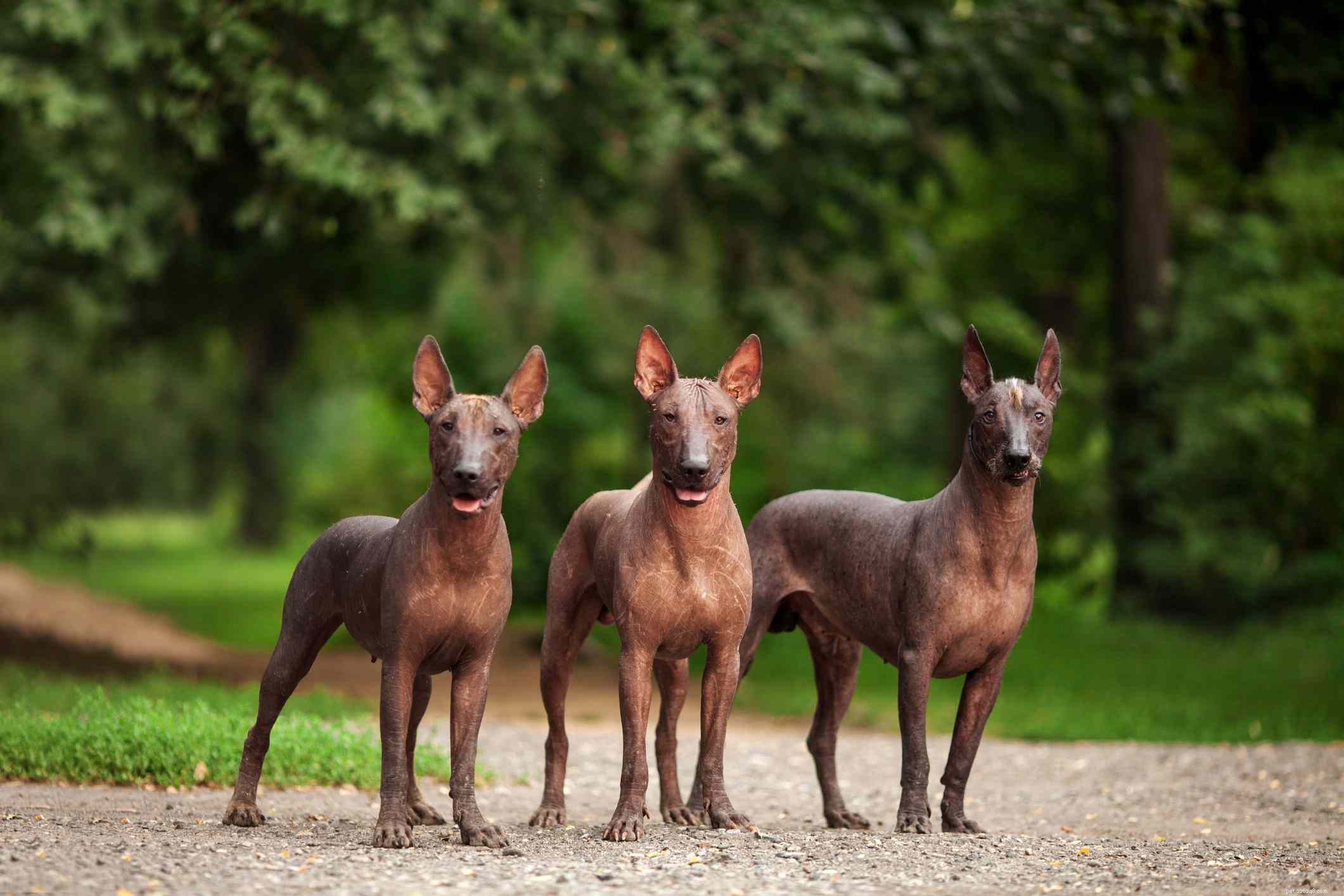 Everything You Need to Know About the Xoloitzcuintli (Mexican Hairless Dog)