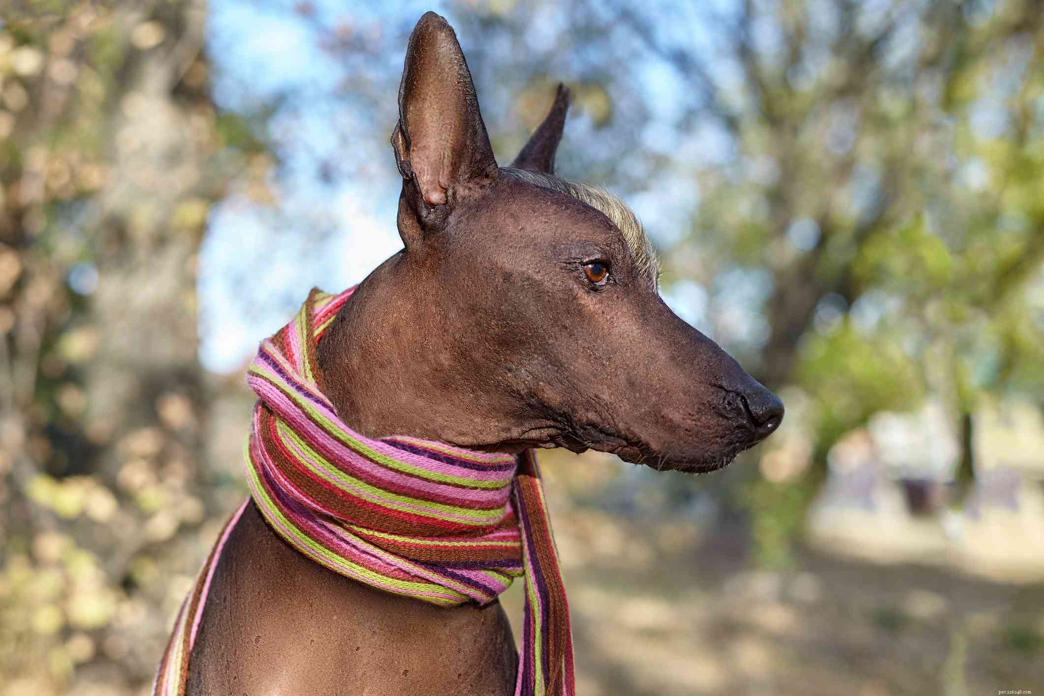 Everything You Need to Know About the Xoloitzcuintli (Mexican Hairless Dog)
