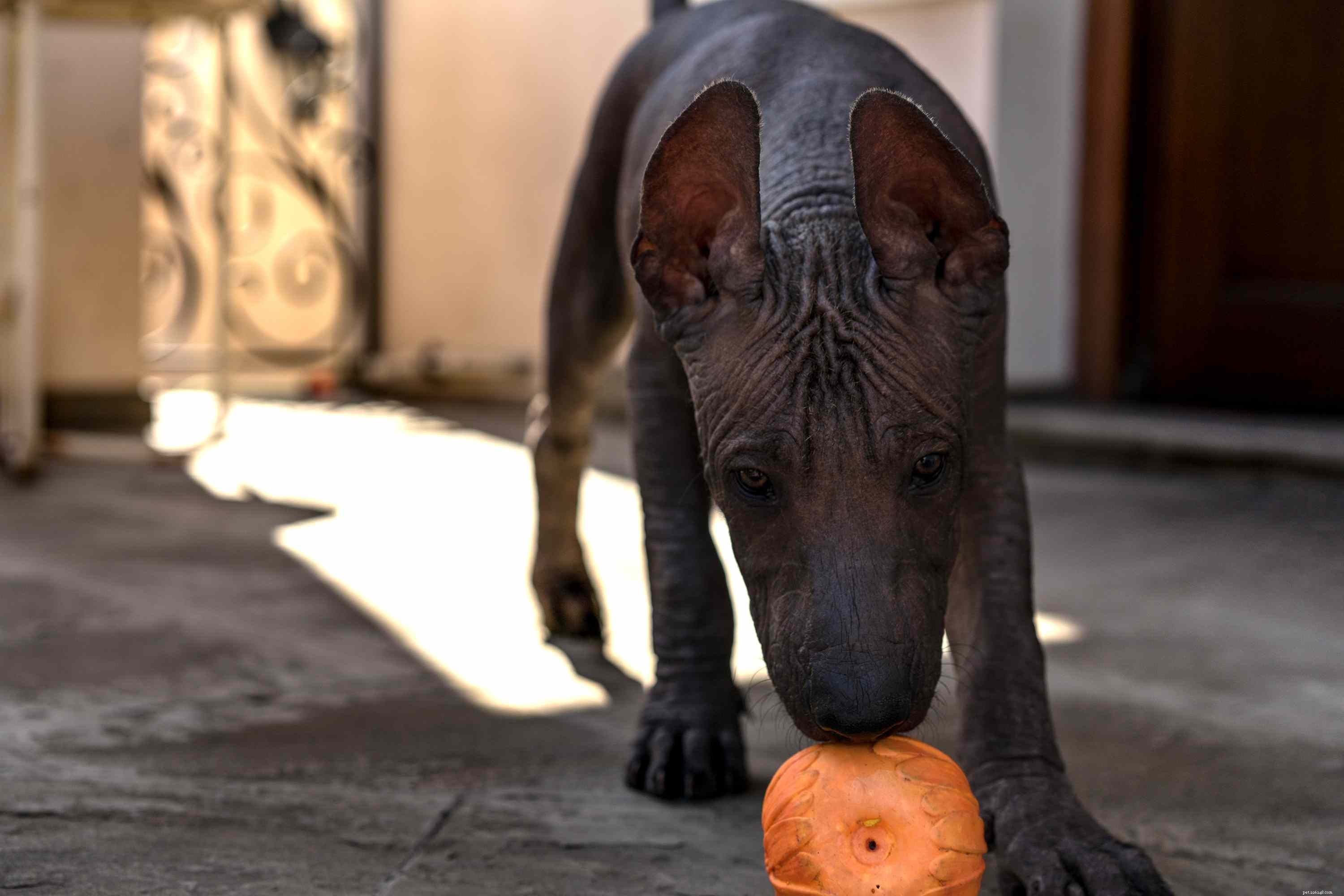 Everything You Need to Know About the Xoloitzcuintli (Mexican Hairless Dog)
