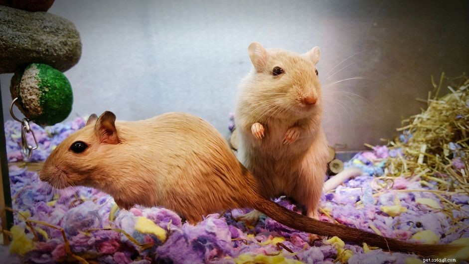 How to Litter Train Your Mice: A Practical Guide