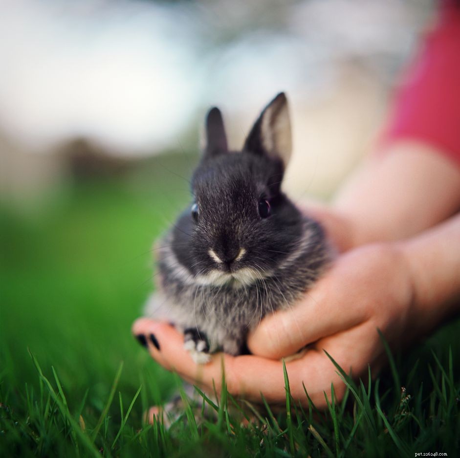 How Exotic Pets Use Hay: A Professional Guide to Healthy Feeding