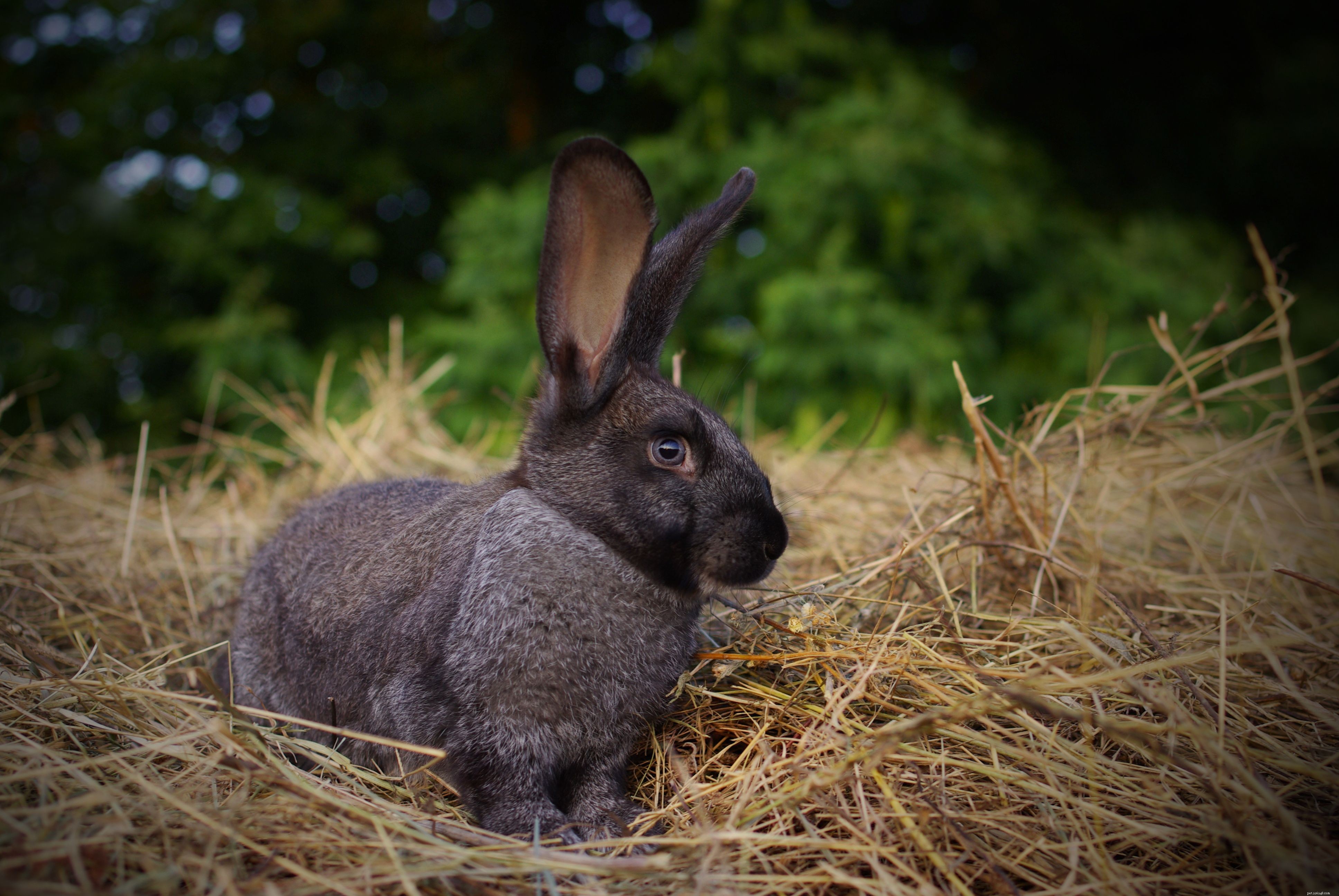 How Exotic Pets Use Hay: A Professional Guide to Healthy Feeding