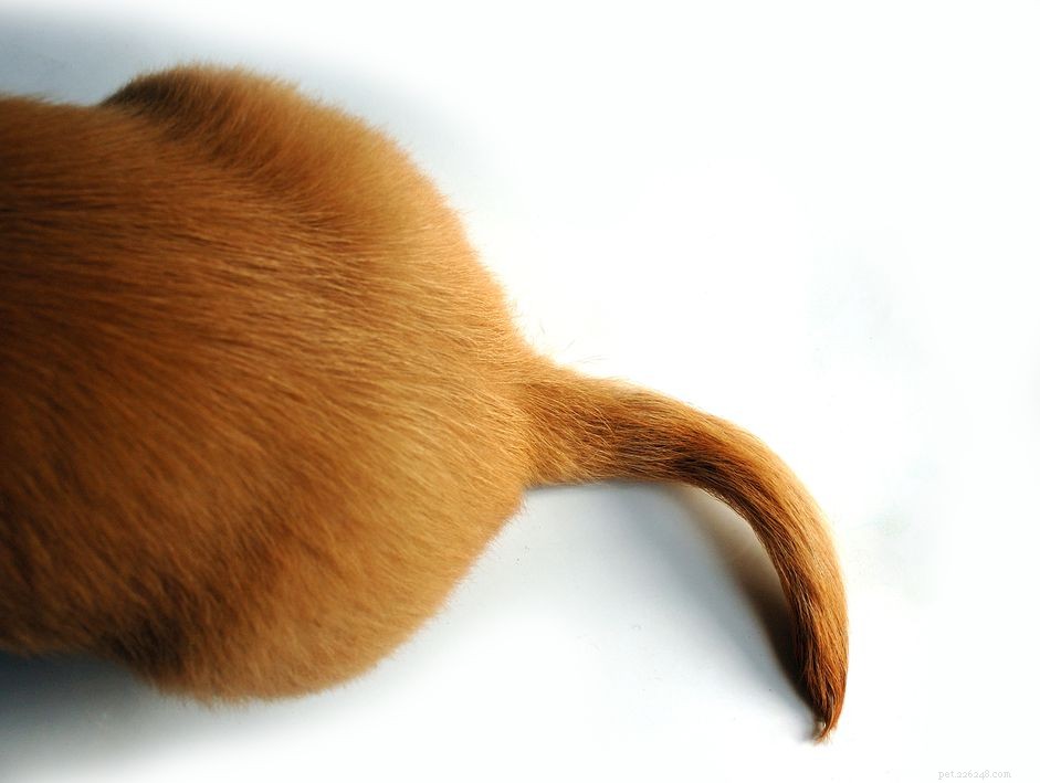 Preventing and Treating Tail Injuries in Large Breed Puppies