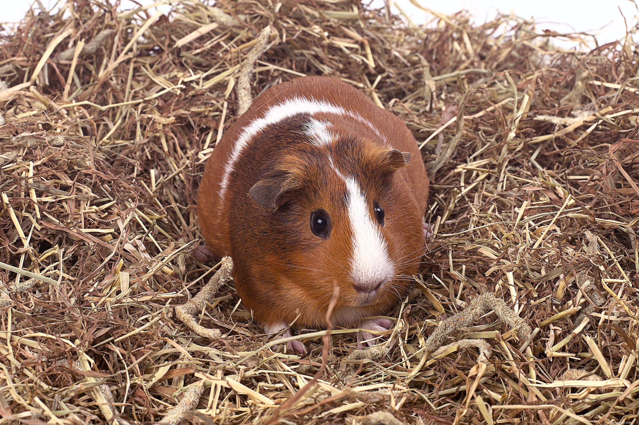 How Exotic Pets Use Hay: A Professional Guide to Healthy Feeding