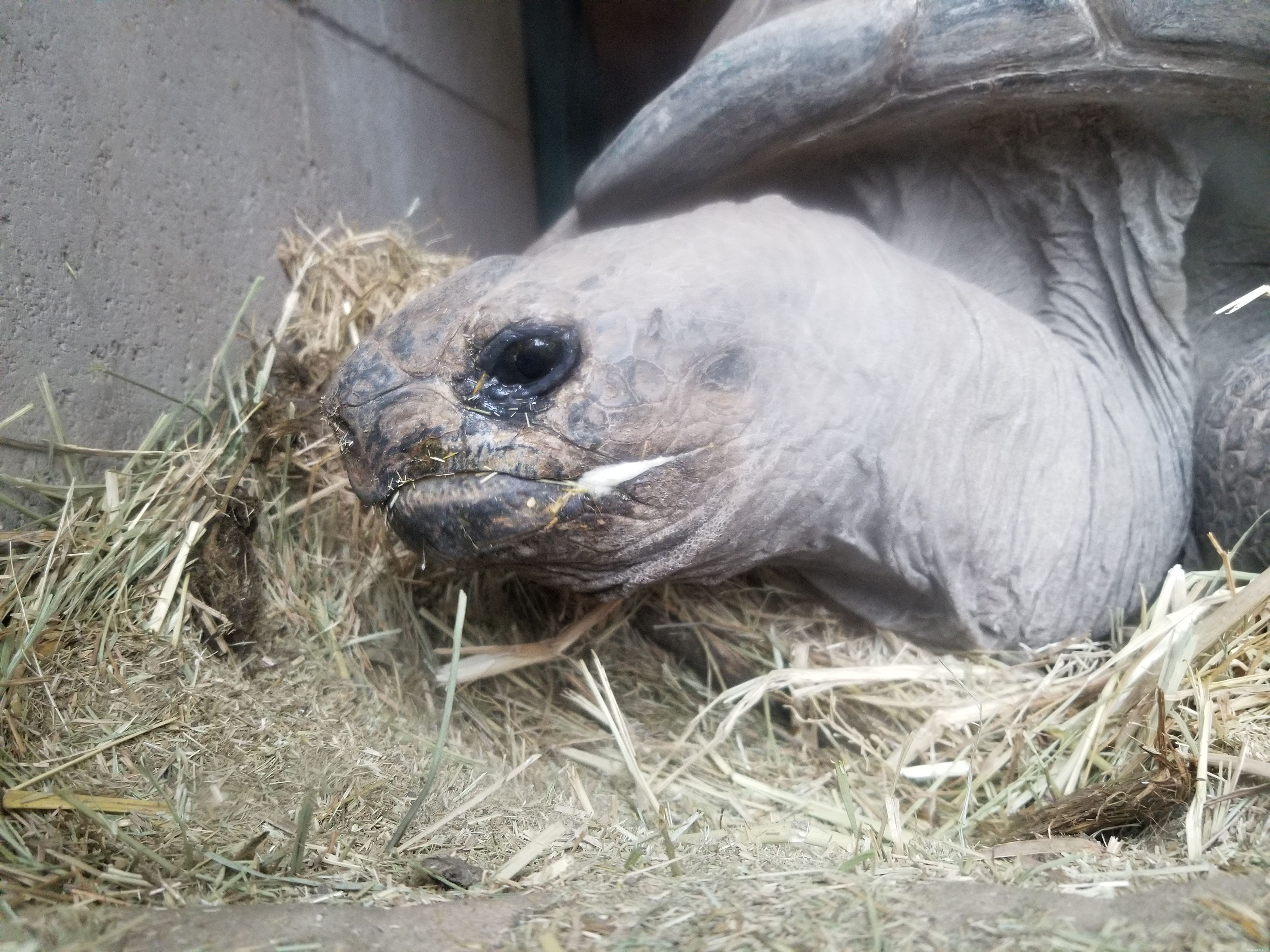 How Exotic Pets Use Hay: A Professional Guide to Healthy Feeding
