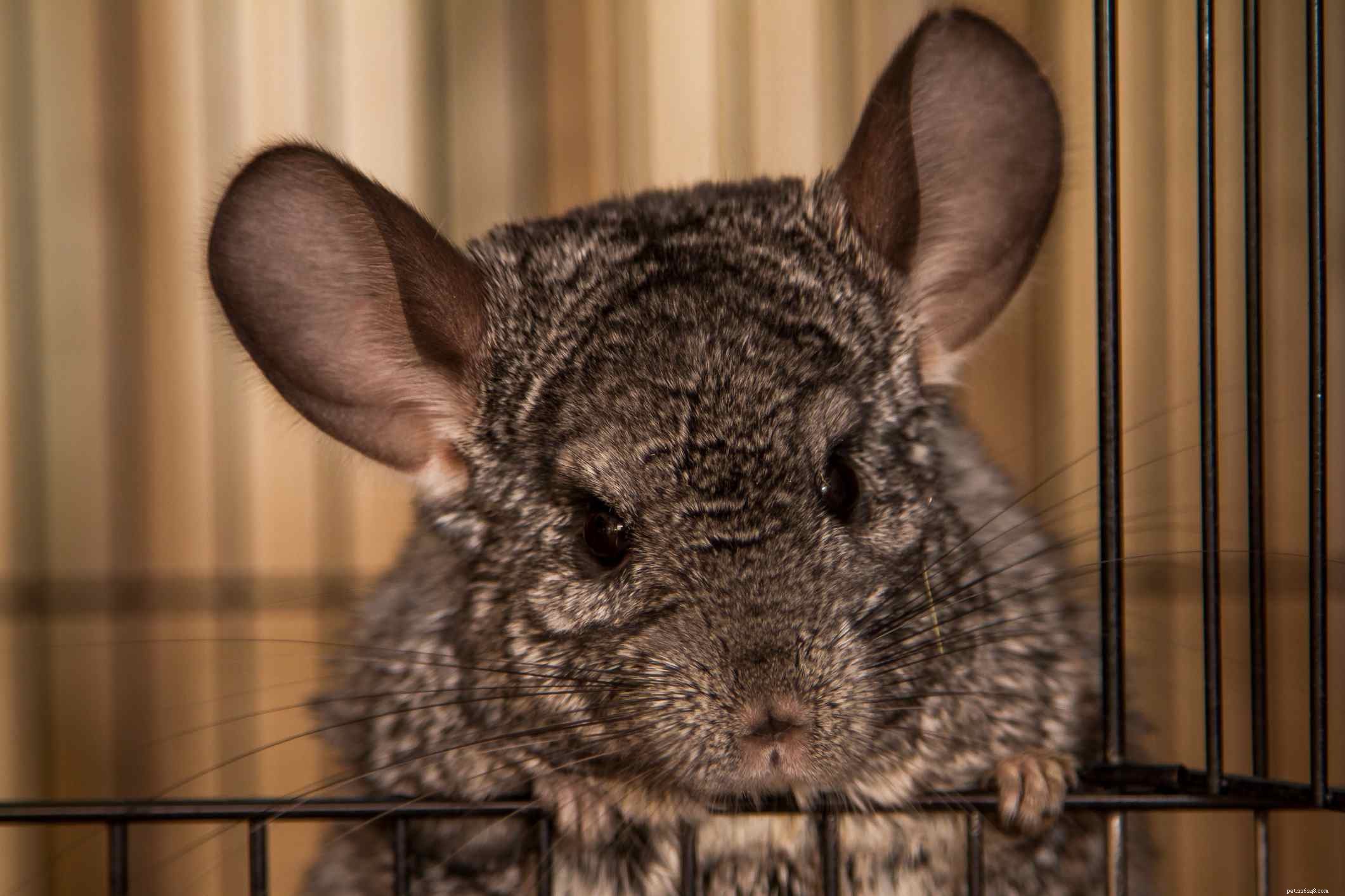 How Exotic Pets Use Hay: A Professional Guide to Healthy Feeding