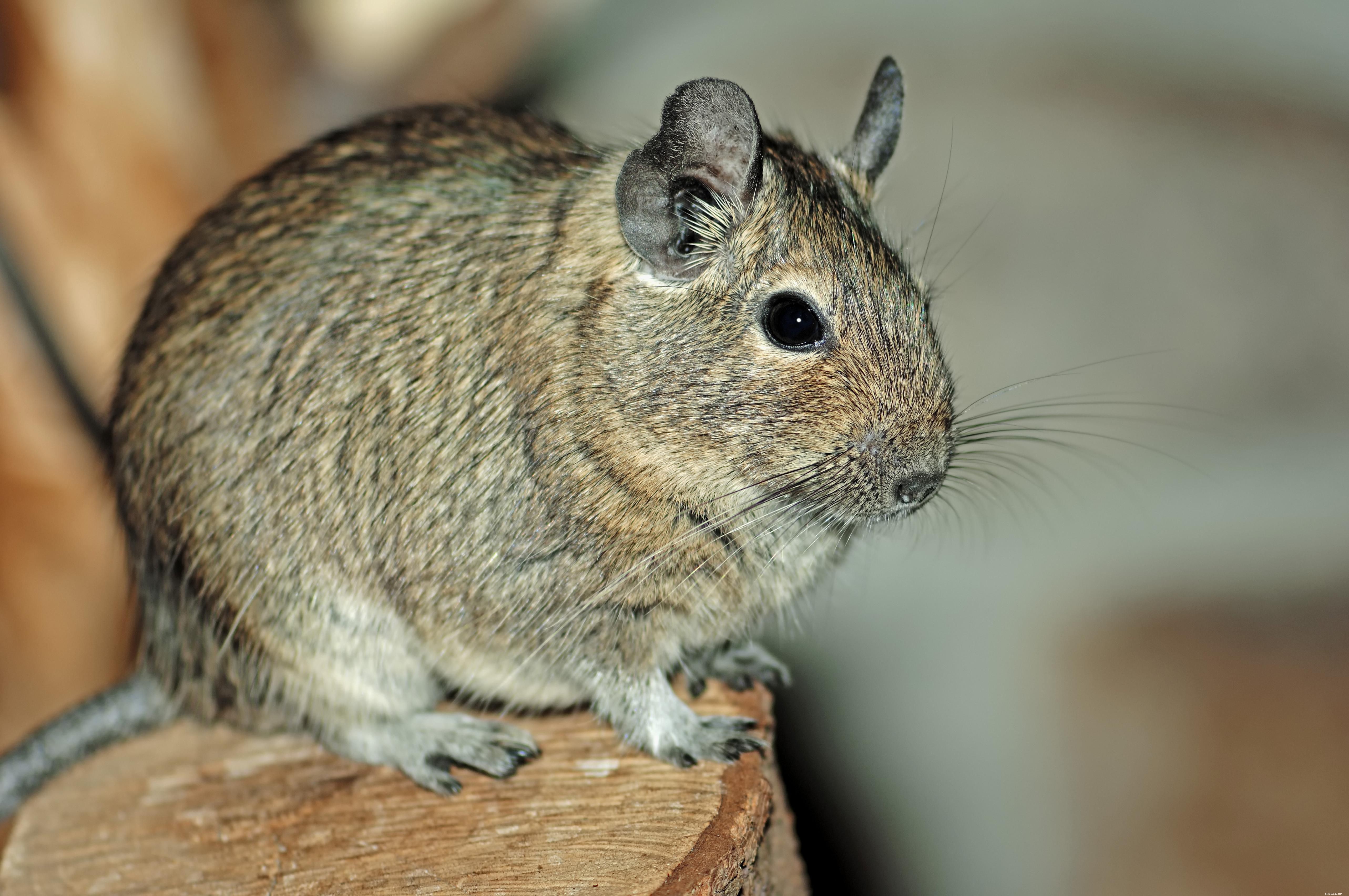 How Exotic Pets Use Hay: A Professional Guide to Healthy Feeding