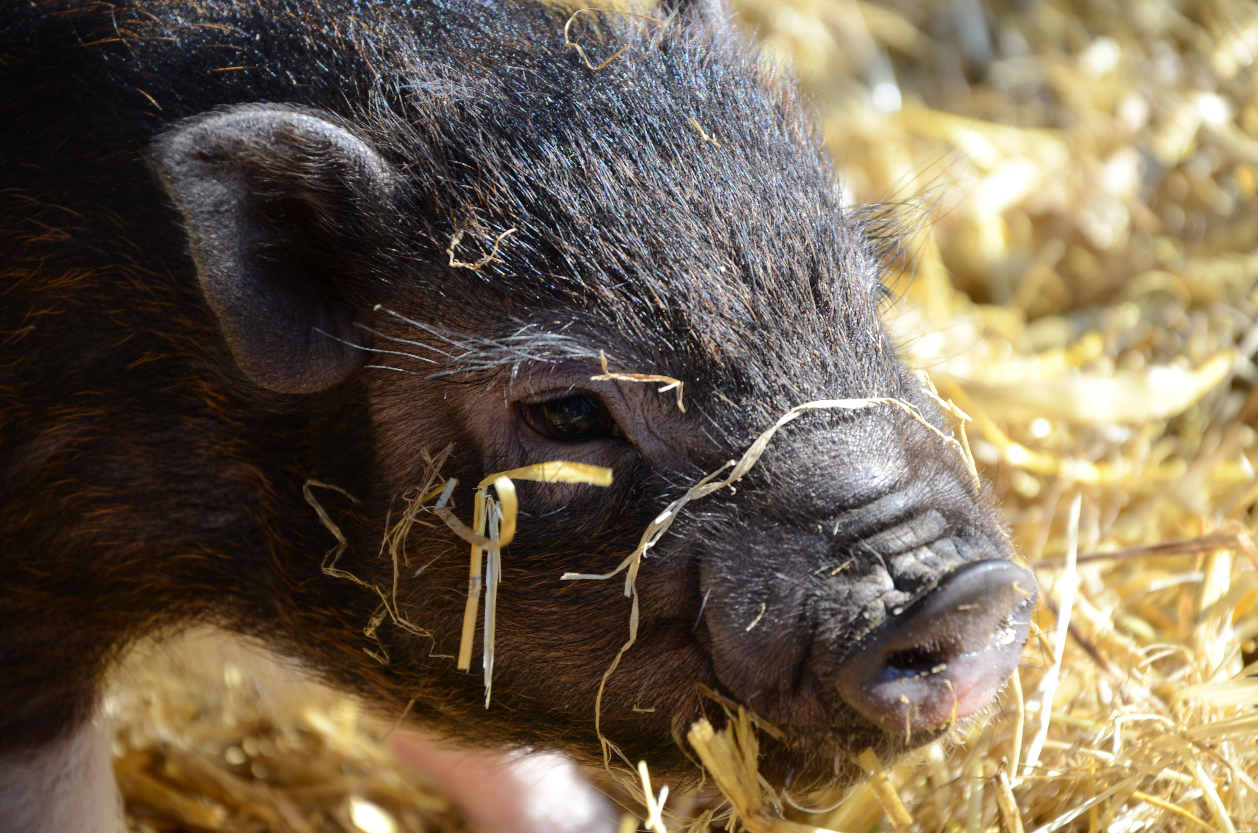 How Exotic Pets Use Hay: A Professional Guide to Healthy Feeding
