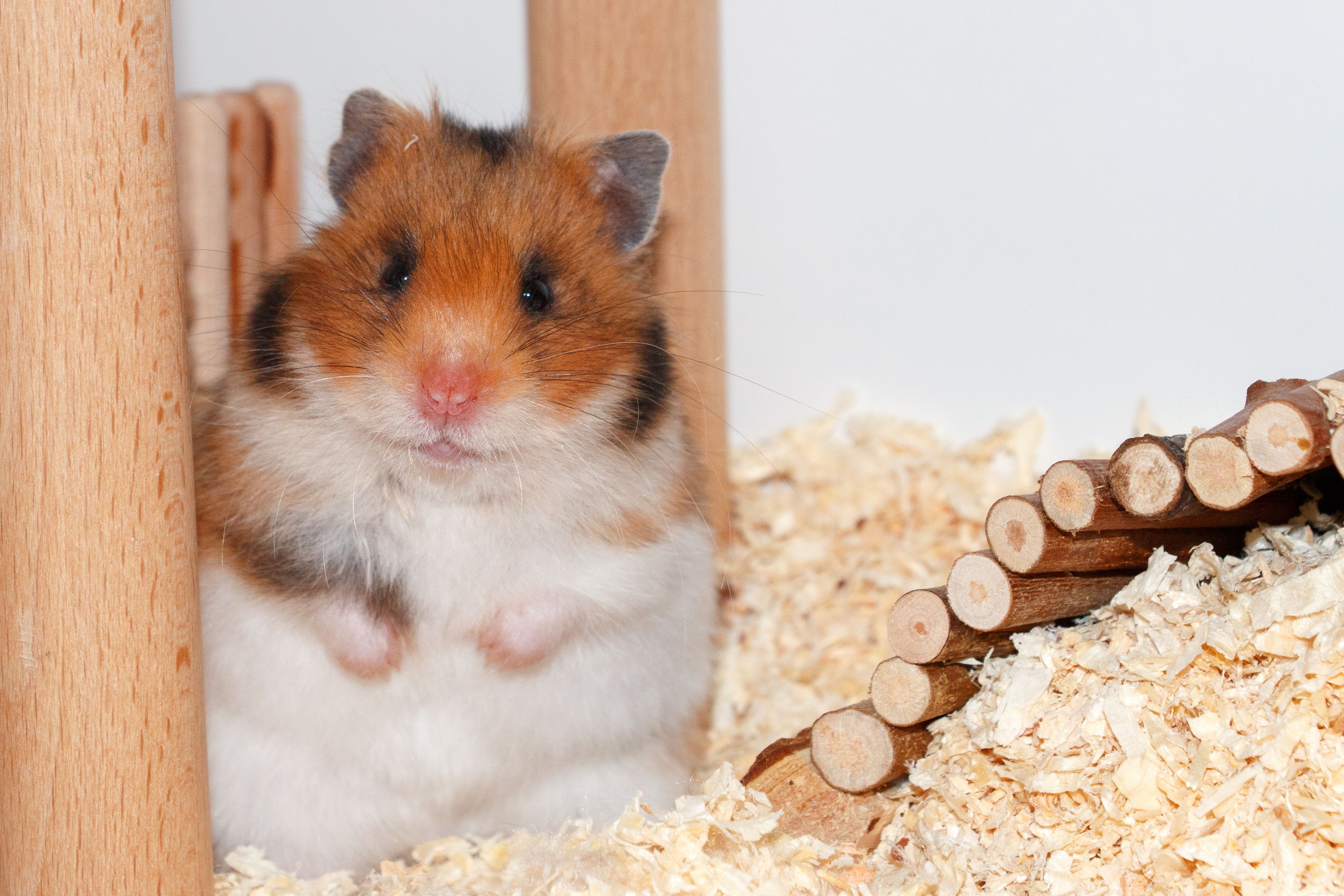How Exotic Pets Use Hay: A Professional Guide to Healthy Feeding