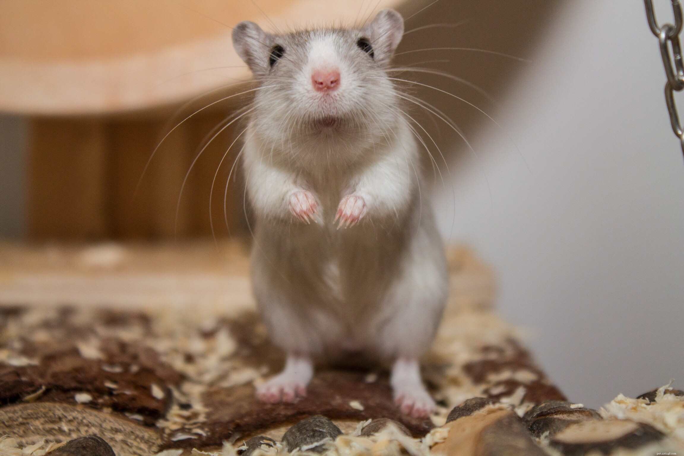 How Exotic Pets Use Hay: A Professional Guide to Healthy Feeding