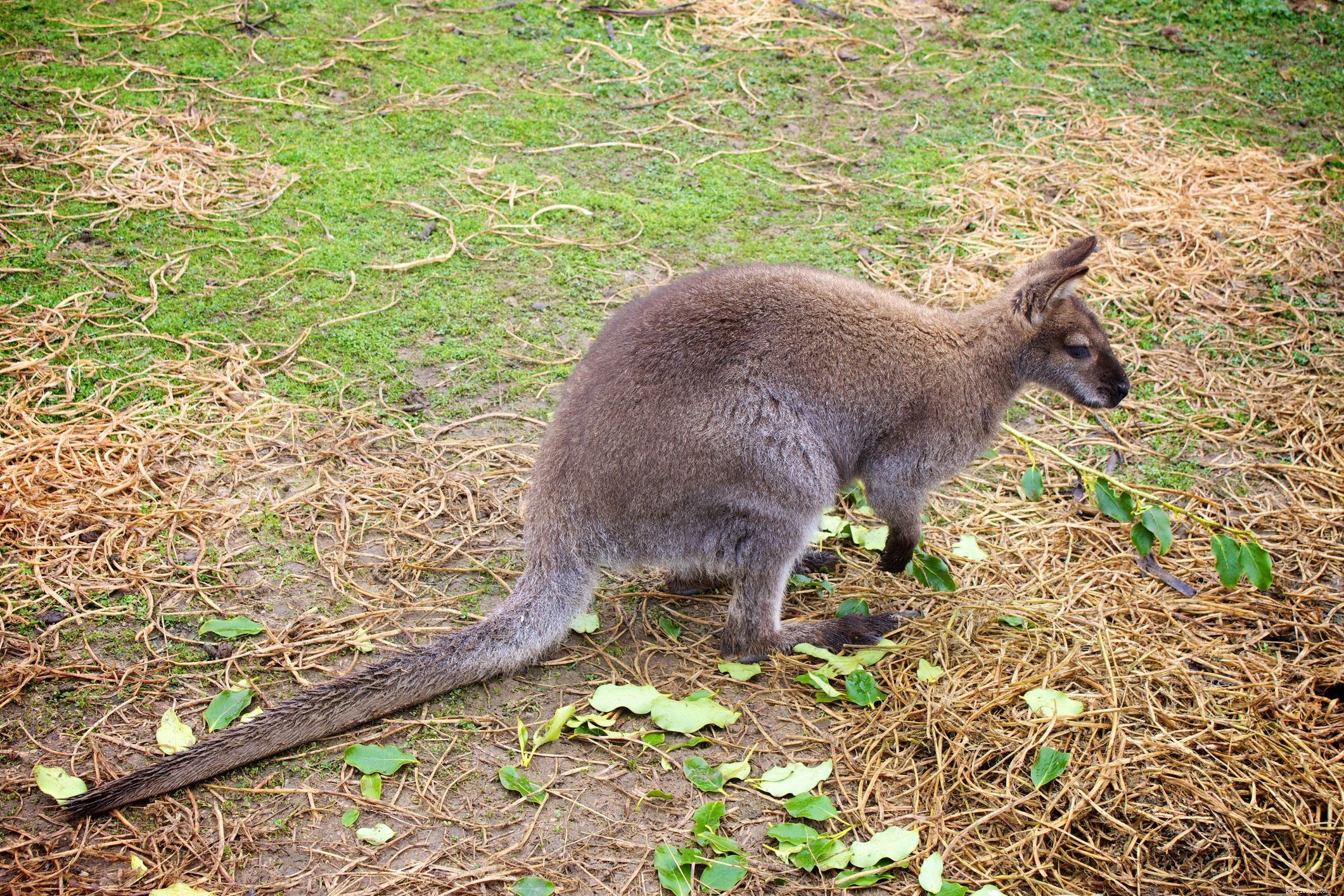 How Exotic Pets Use Hay: A Professional Guide to Healthy Feeding
