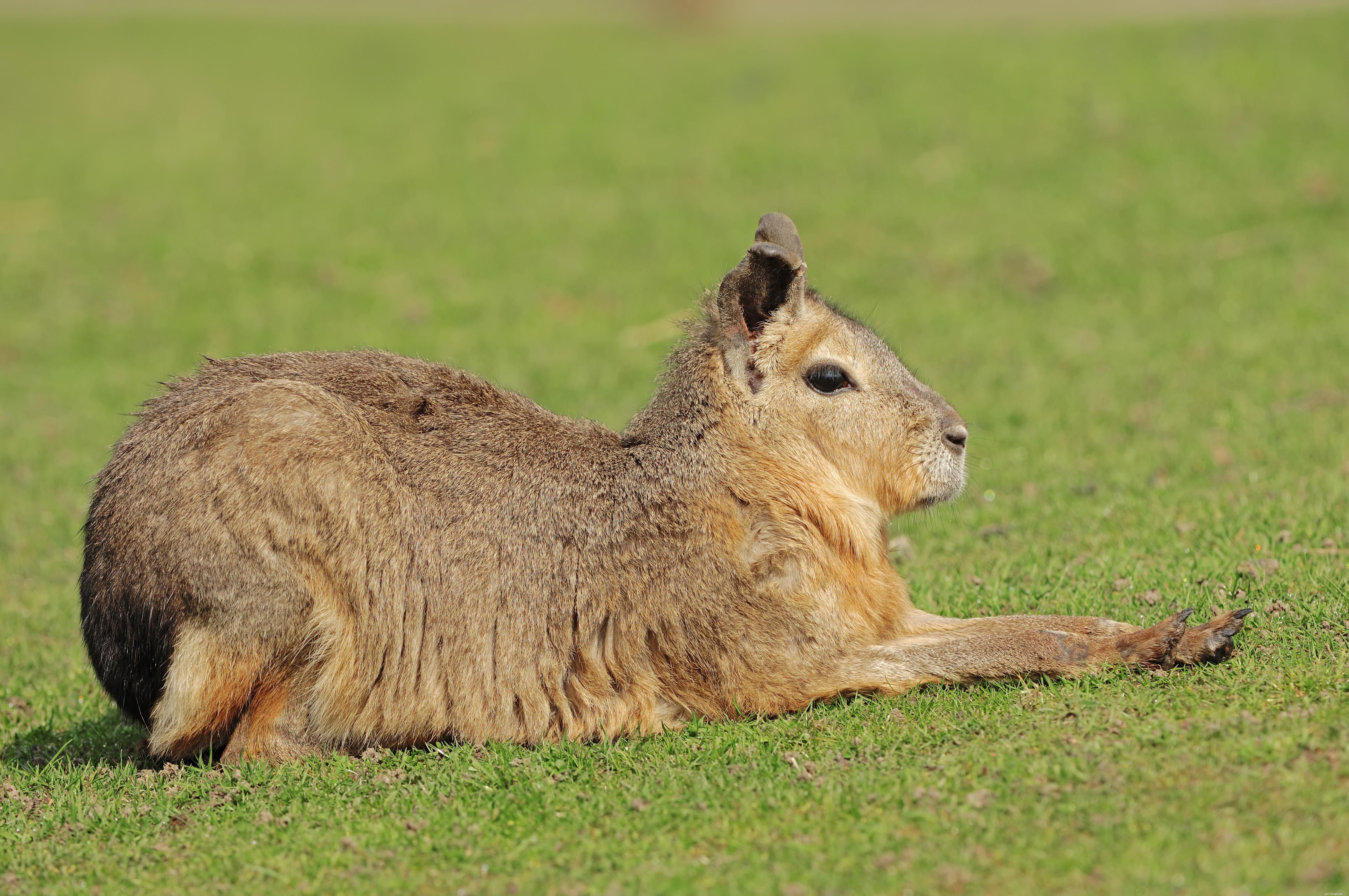 How Exotic Pets Use Hay: A Professional Guide to Healthy Feeding