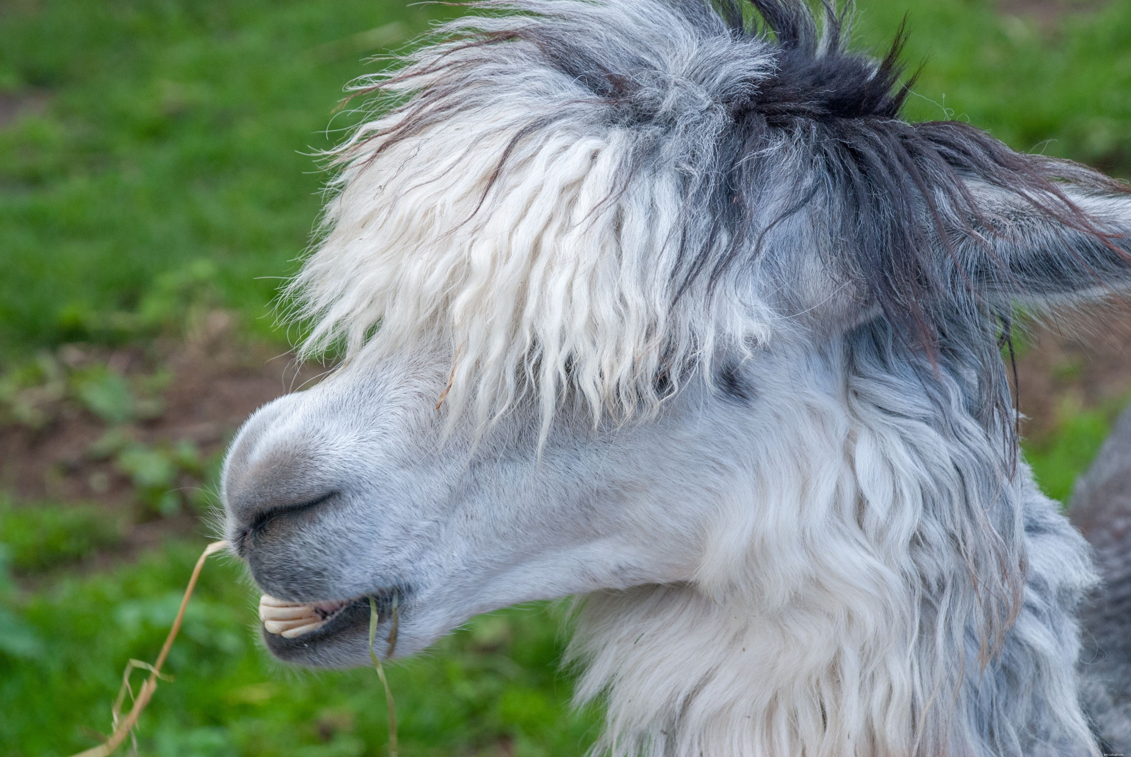 How Exotic Pets Use Hay: A Professional Guide to Healthy Feeding