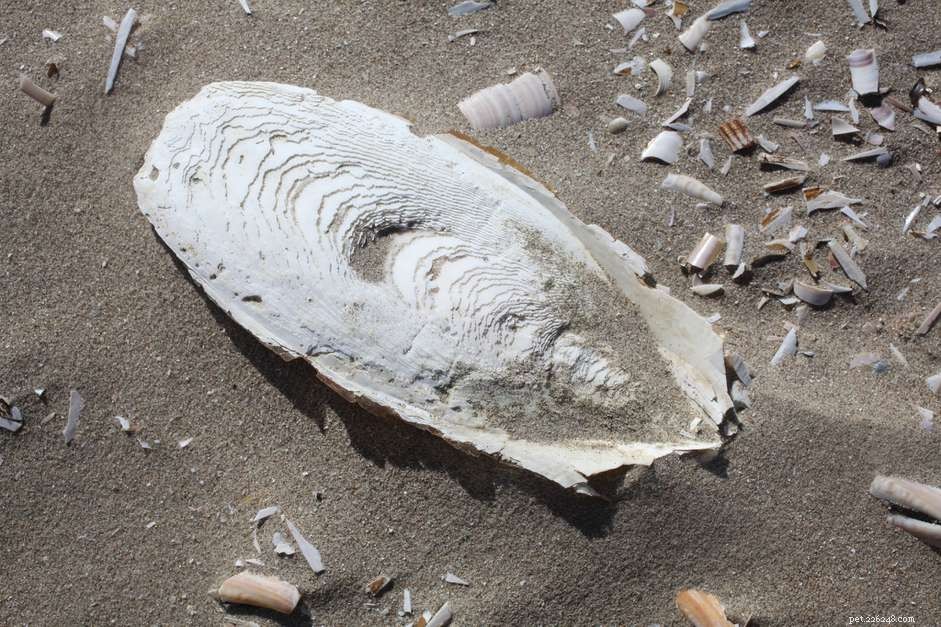 Cuttlebone Explained: Origin, Uses, and Benefits for Birds
