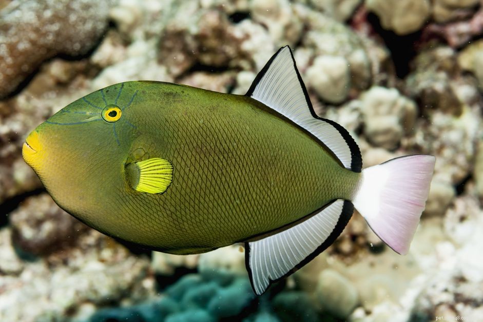 Pinktail Triggerfish (Melichthys vidua): Easy‑Care, Charismatic Aquarium Companion