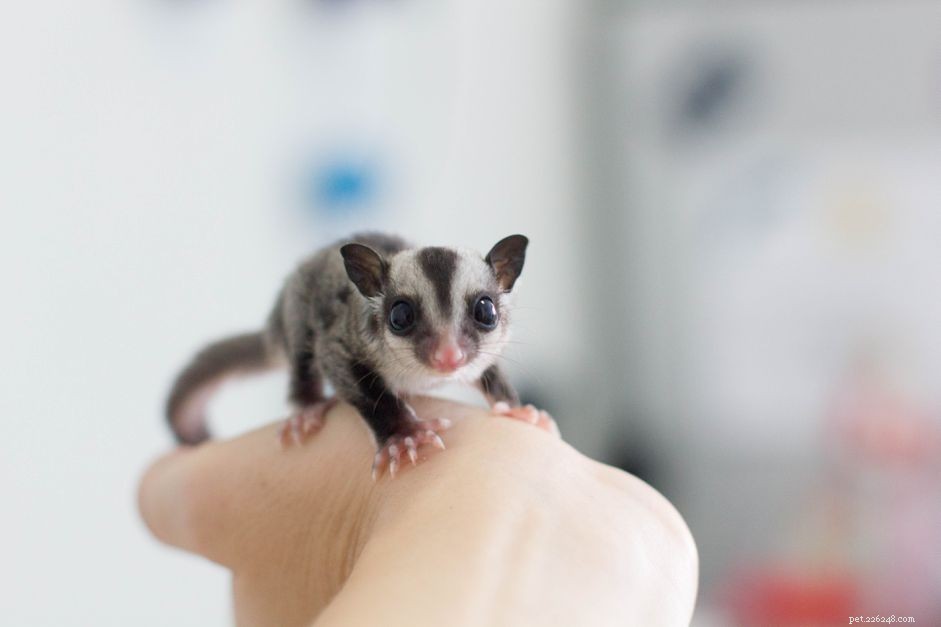 Do Sugar Gliders Glide? Understanding Their Unique Flight Capabilities
