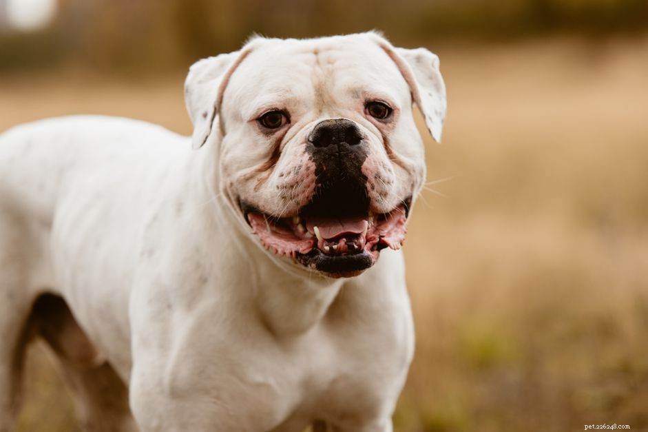 American Bulldog: Comprehensive Breed Guide