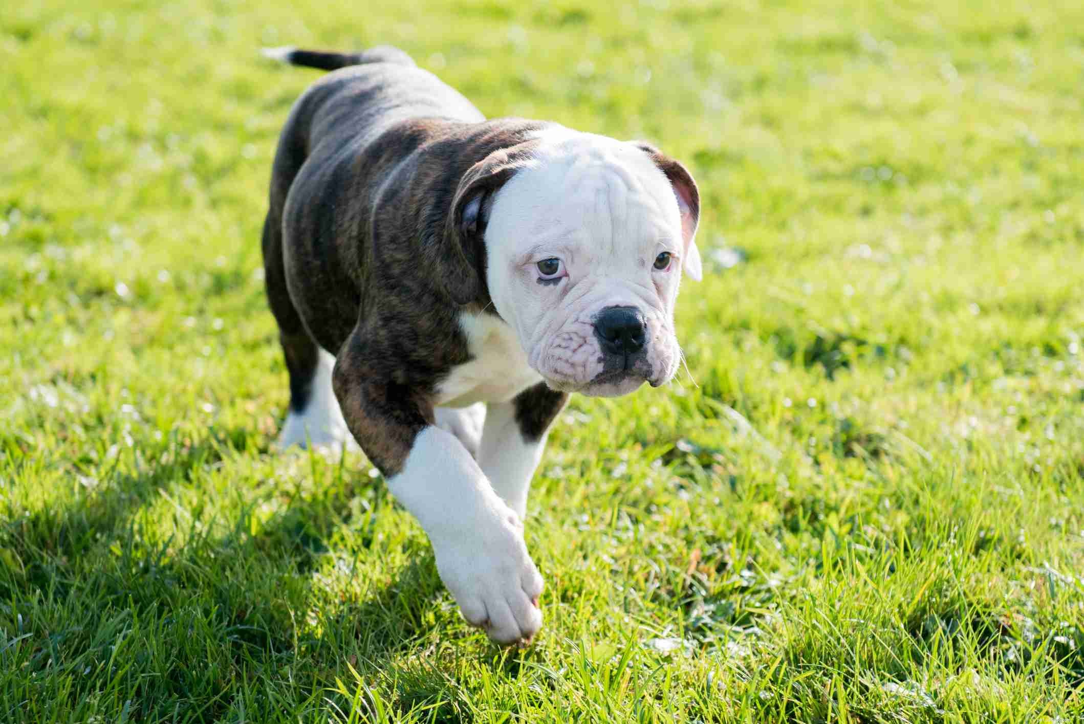American Bulldog: Comprehensive Breed Guide