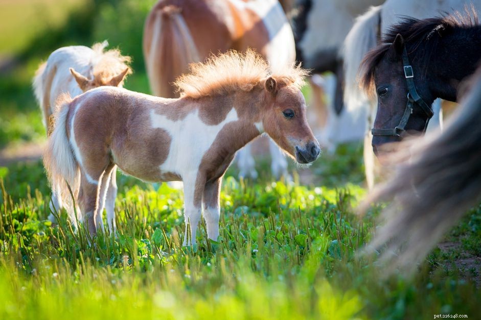Miniature Horse Breed Guide: Size, Care & Adoption Tips