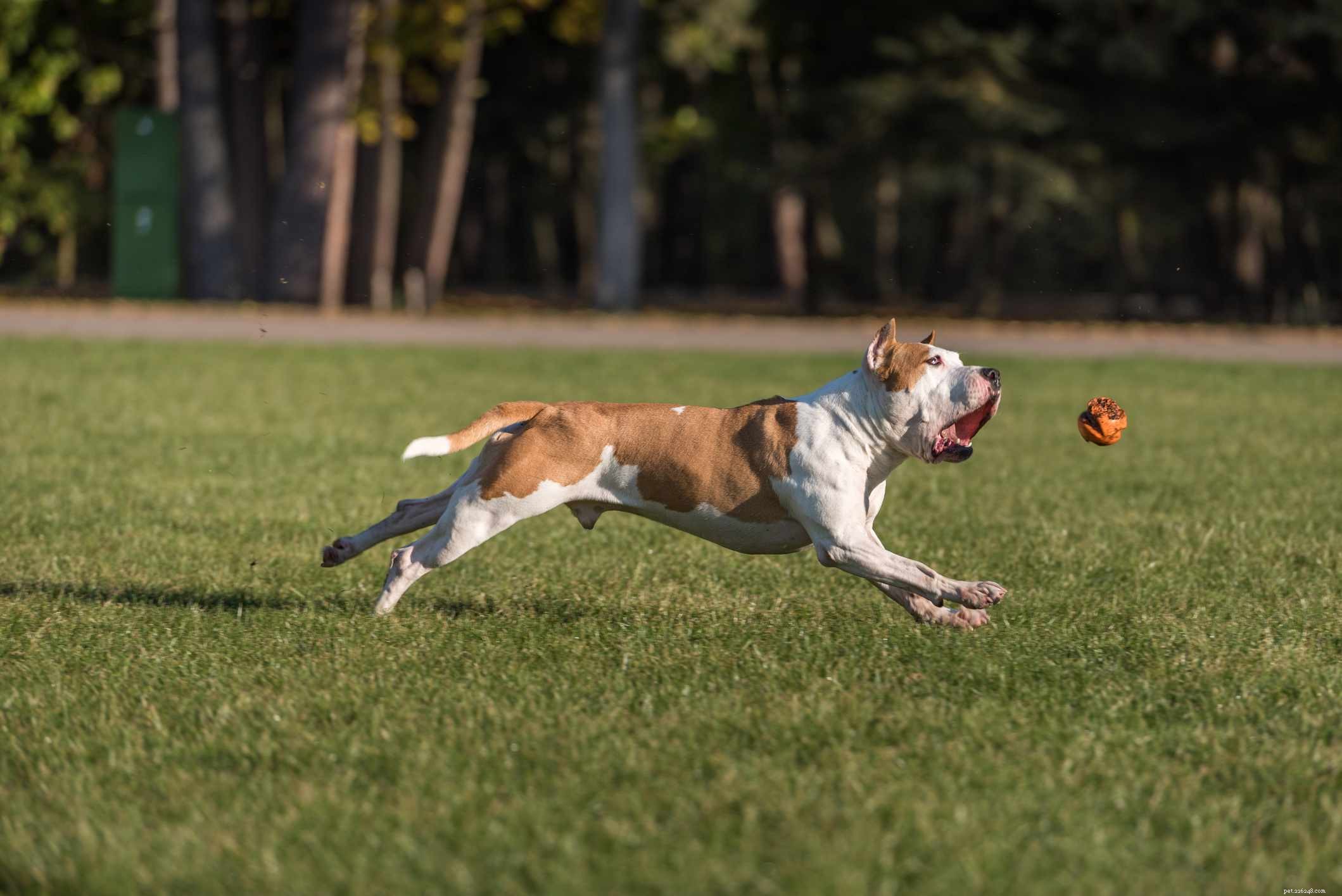 American Bulldog: Comprehensive Breed Guide