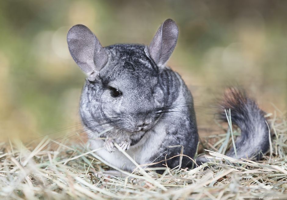 Preventing and Treating Broken Chinchilla Leg Fractures: A Care Guide