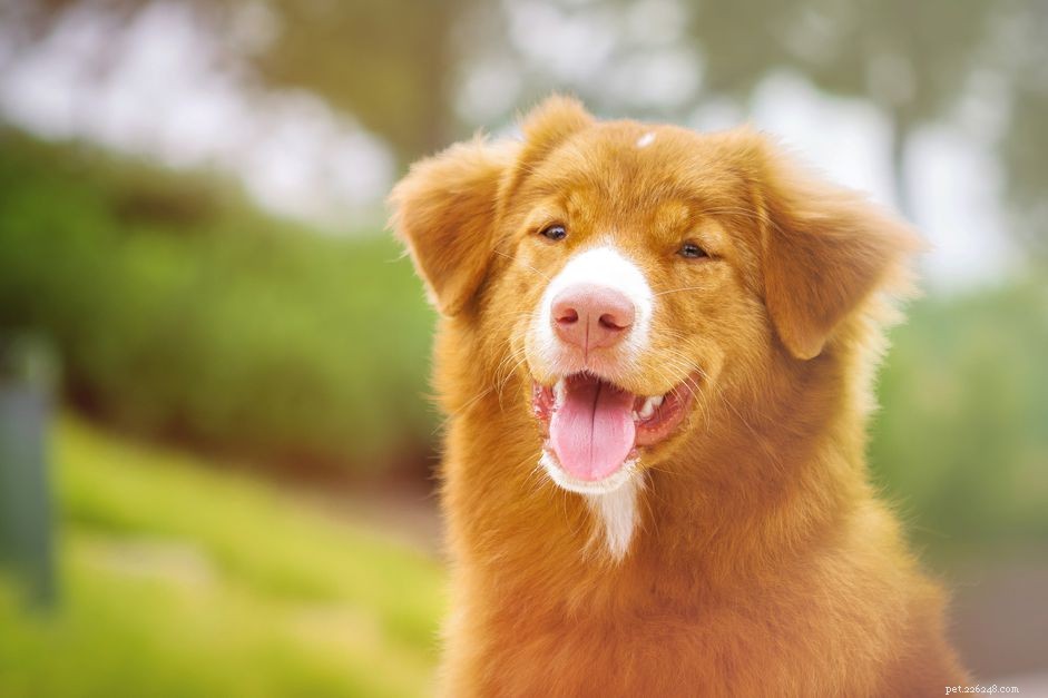 Nova Scotia Duck Tolling Retriever (Toller) – Complete Breed Profile & Care Guide