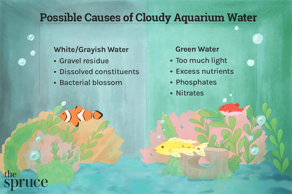 Clear Your Aquarium: Proven Steps to Remove Cloudy Water