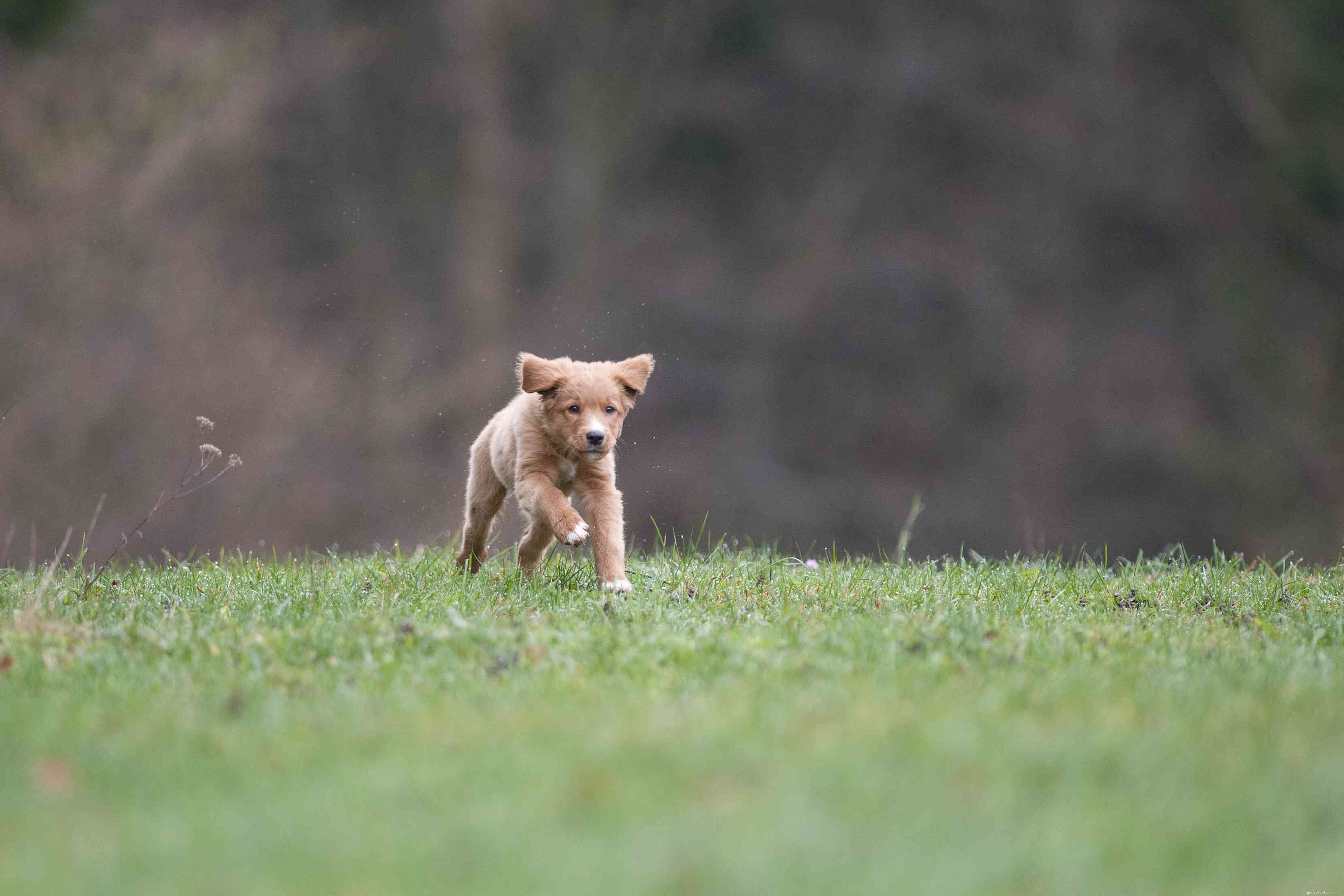 Nova Scotia Duck Tolling Retriever (Toller) – Complete Breed Profile & Care Guide