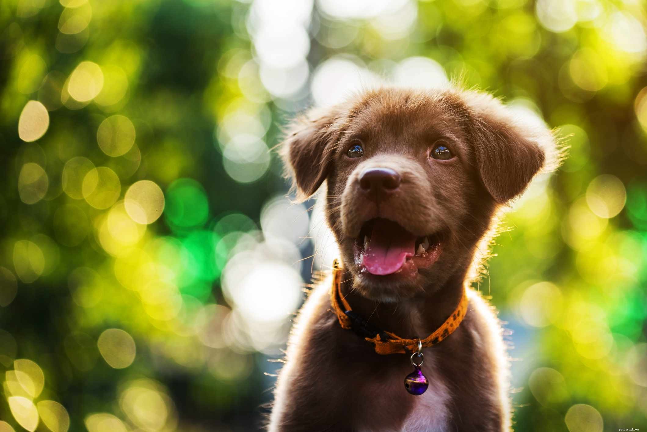 Nova Scotia Duck Tolling Retriever (Toller) – Complete Breed Profile & Care Guide
