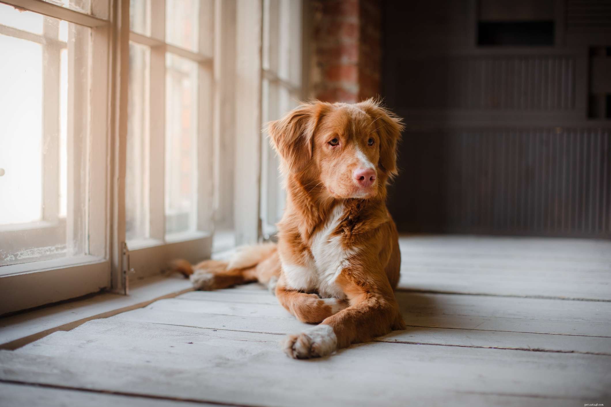 Nova Scotia Duck Tolling Retriever (Toller) – Complete Breed Profile & Care Guide