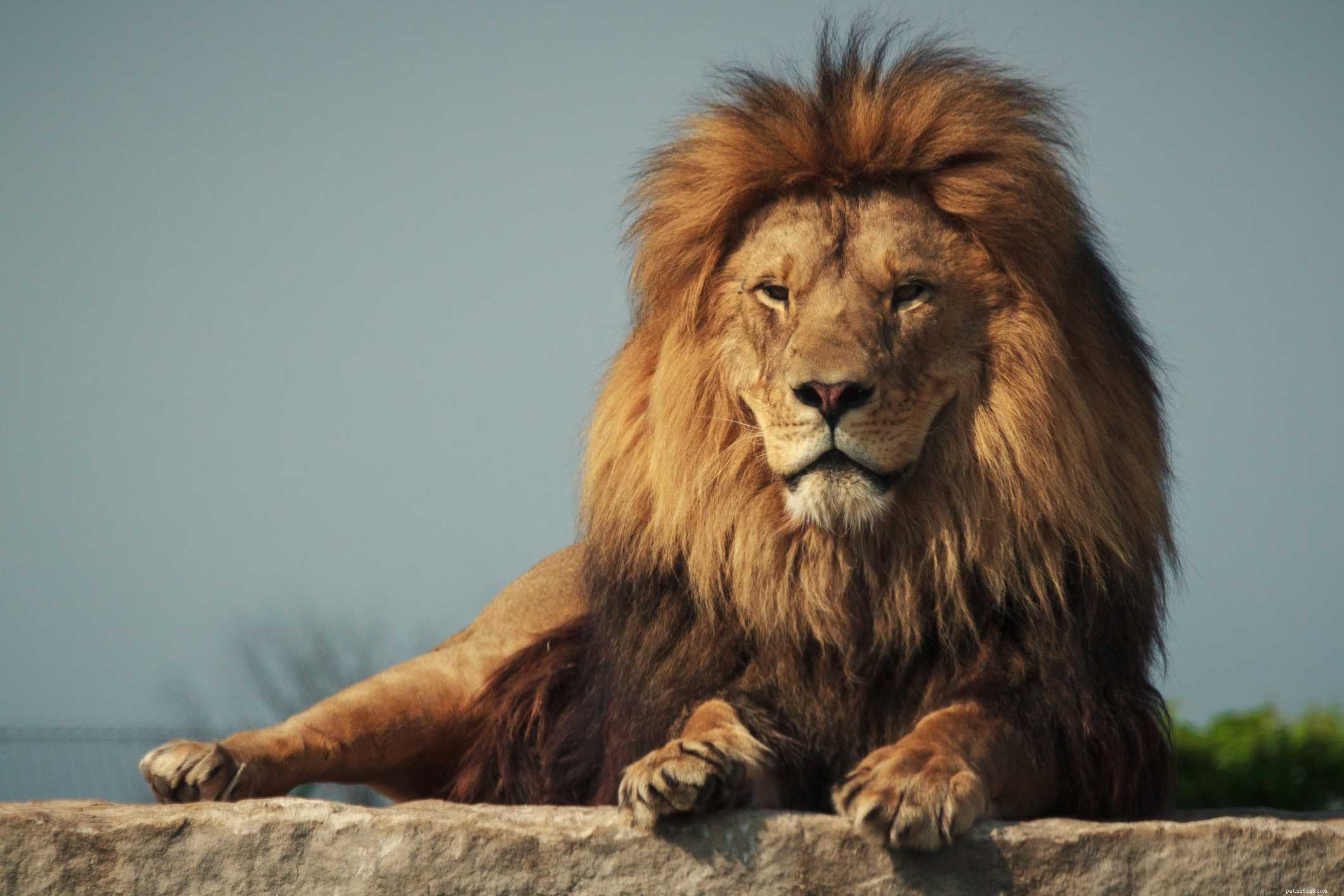 Top 10 Wild Animals That Should Never Be Pets