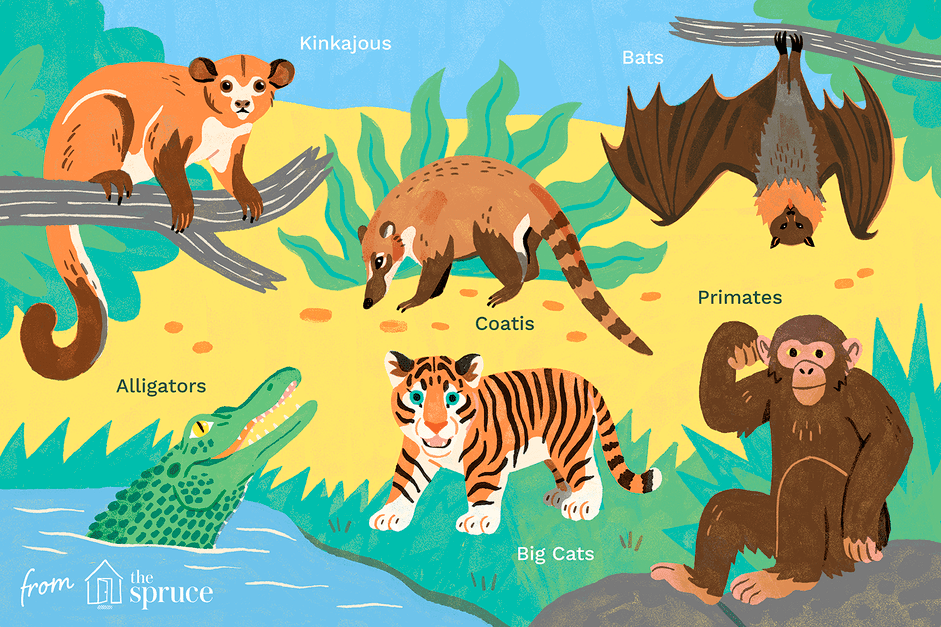 Top 10 Wild Animals That Should Never Be Pets
