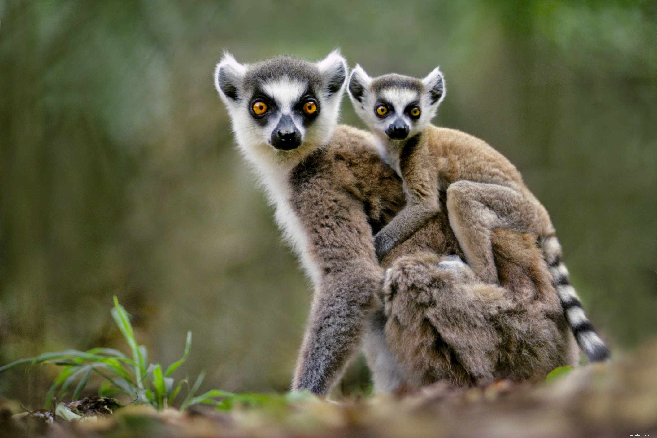 Top 10 Wild Animals That Should Never Be Pets