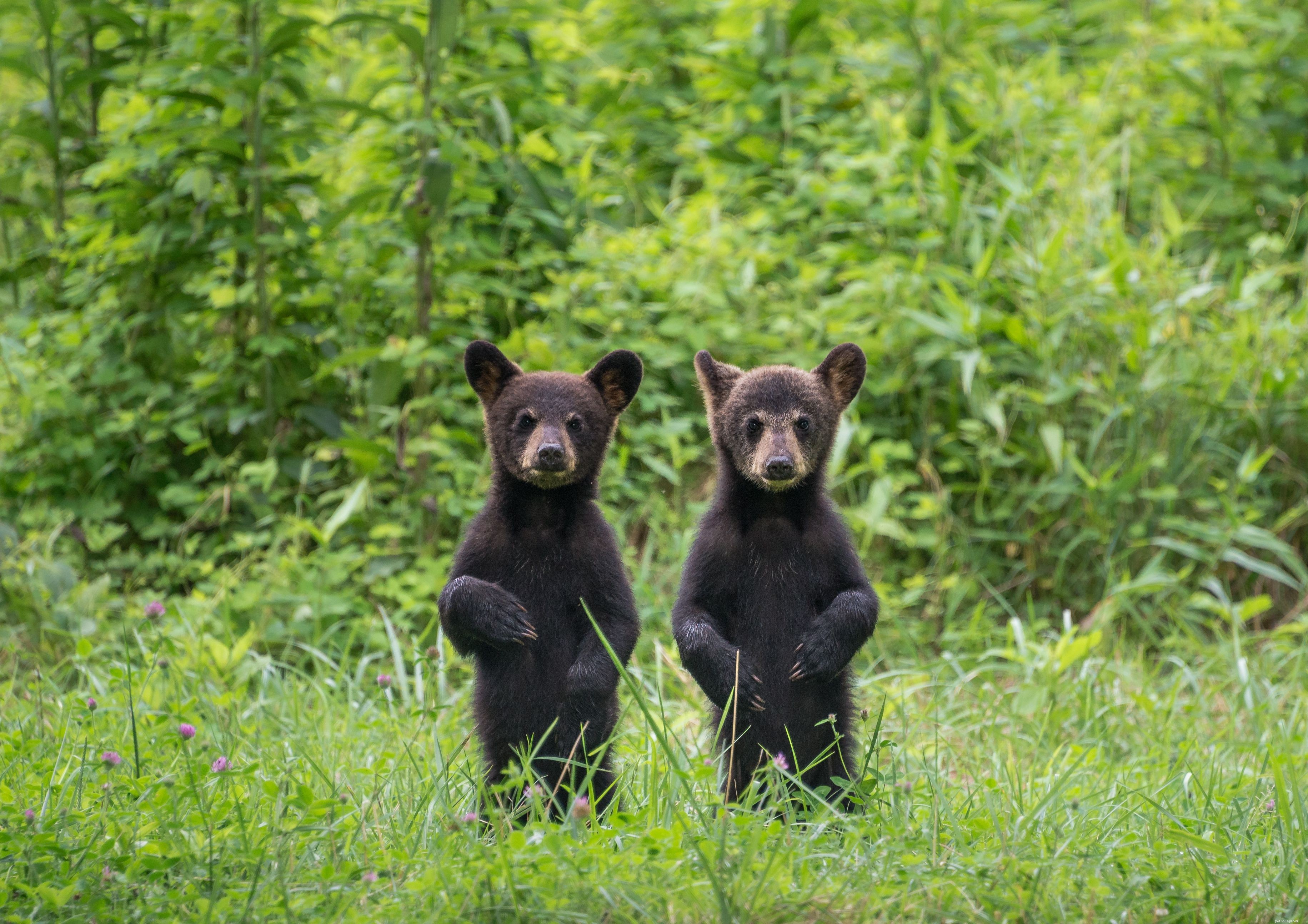 Top 10 Wild Animals That Should Never Be Pets