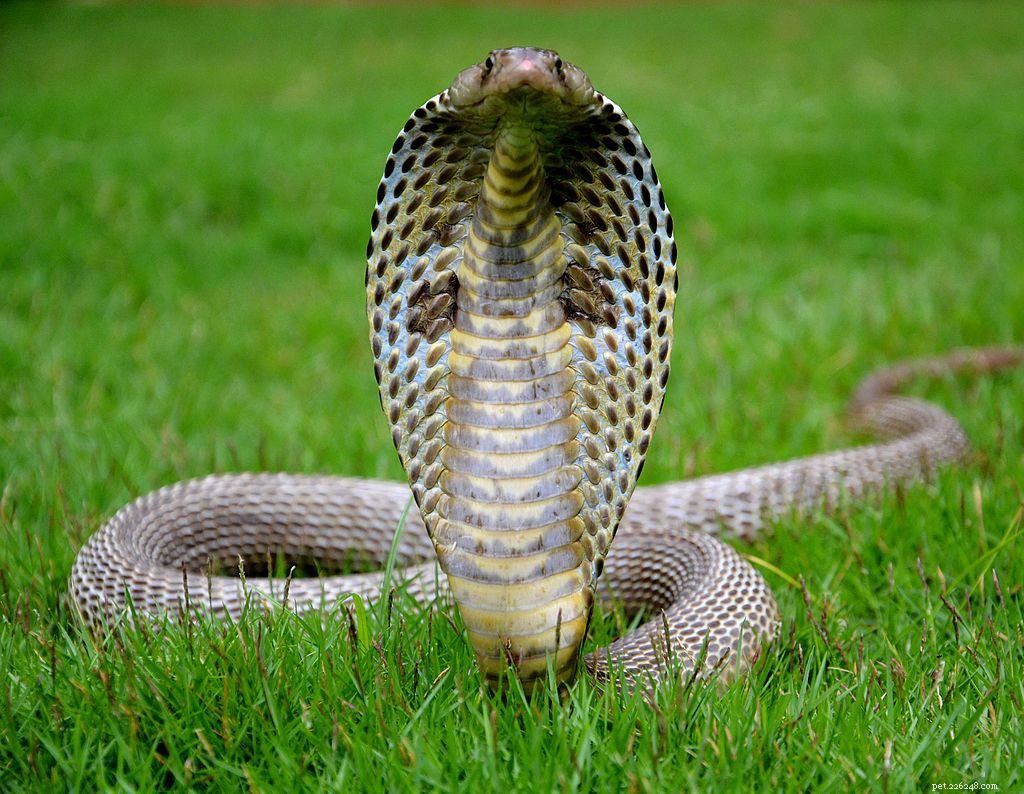 Top 10 Wild Animals That Should Never Be Pets