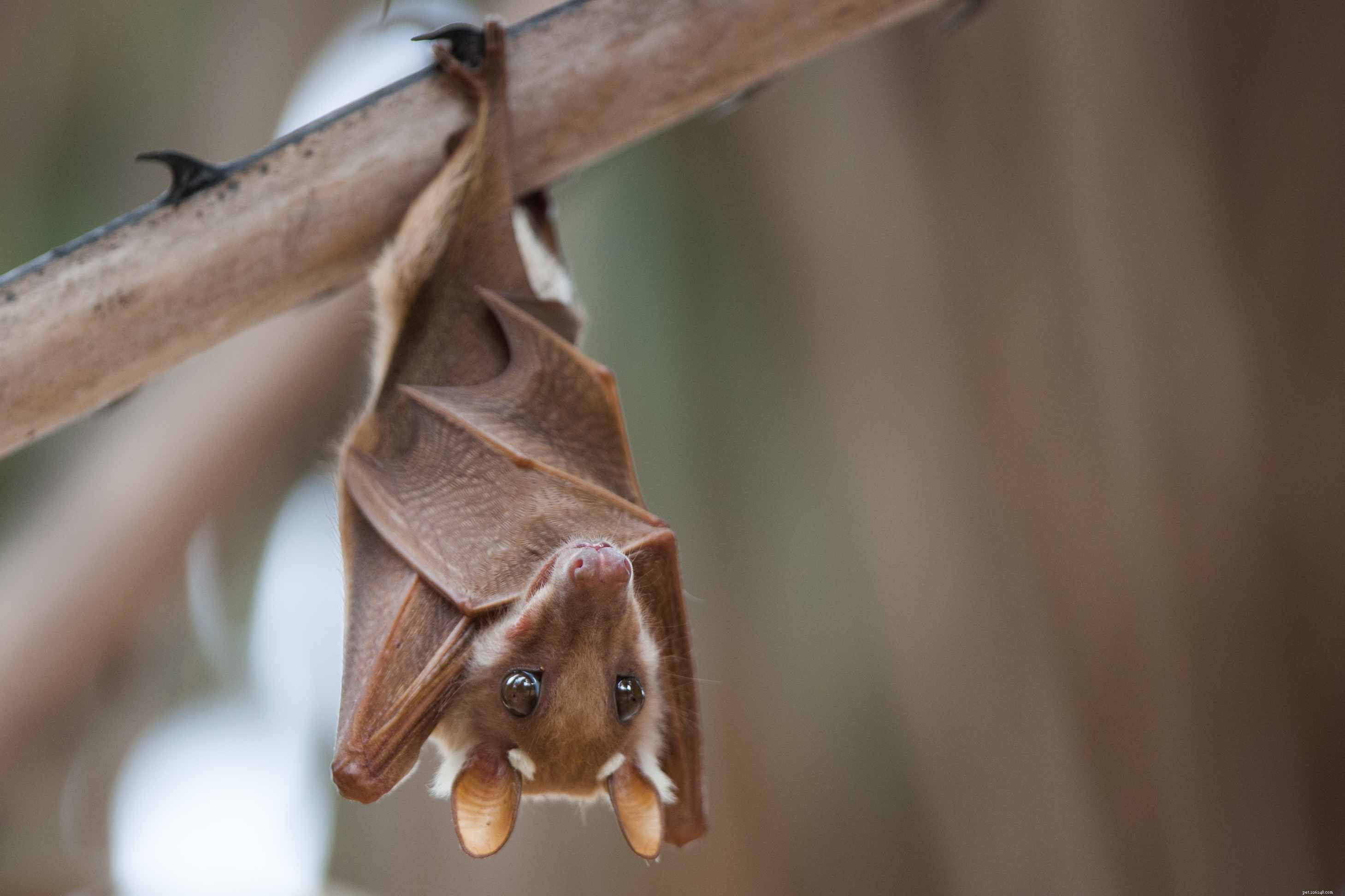 Top 10 Wild Animals That Should Never Be Pets