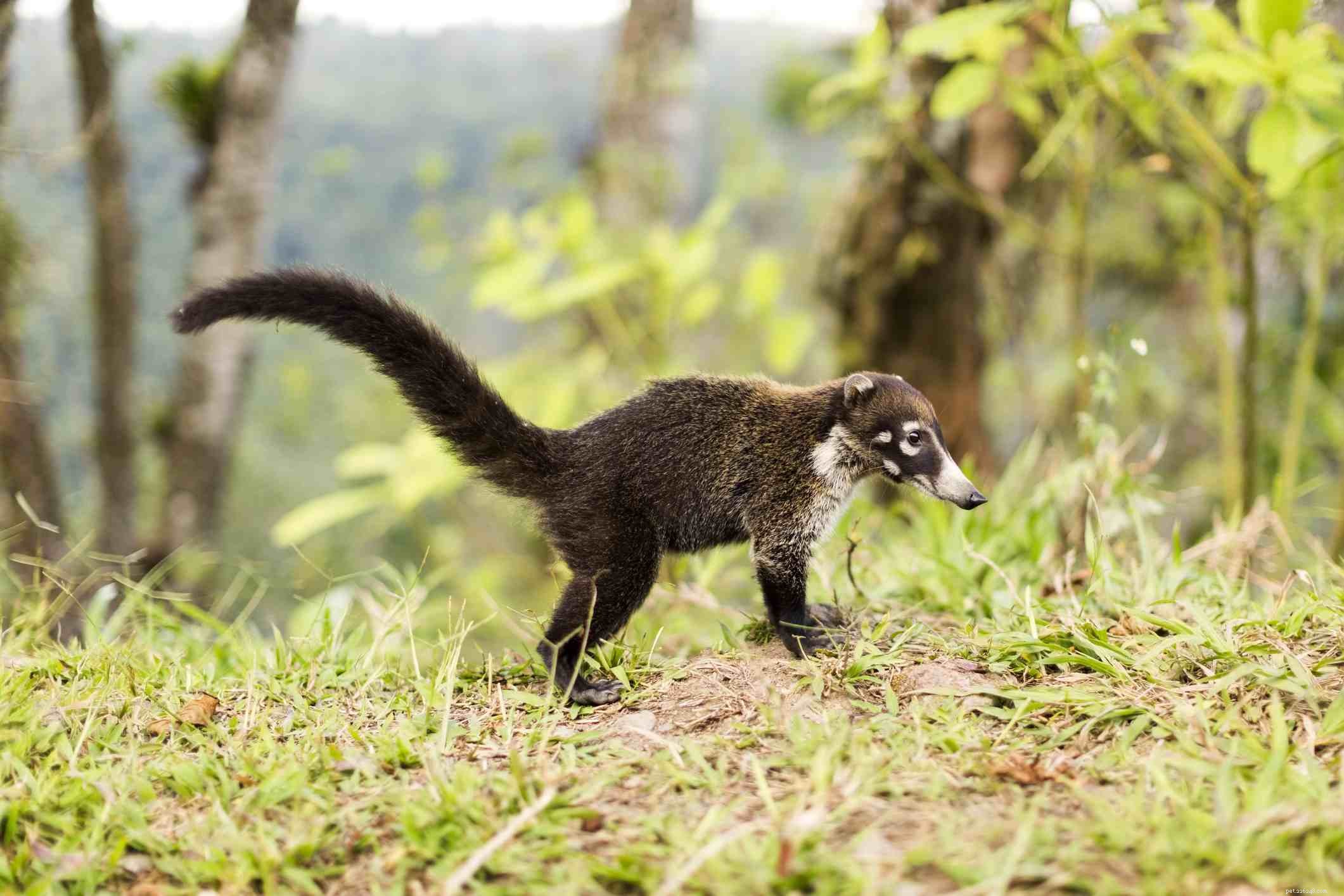 Top 10 Wild Animals That Should Never Be Pets