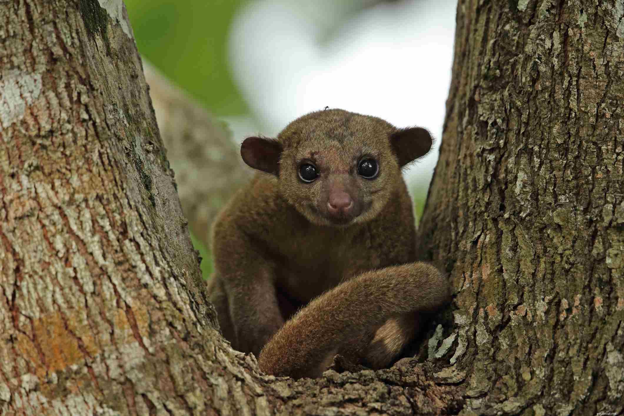 Top 10 Wild Animals That Should Never Be Pets