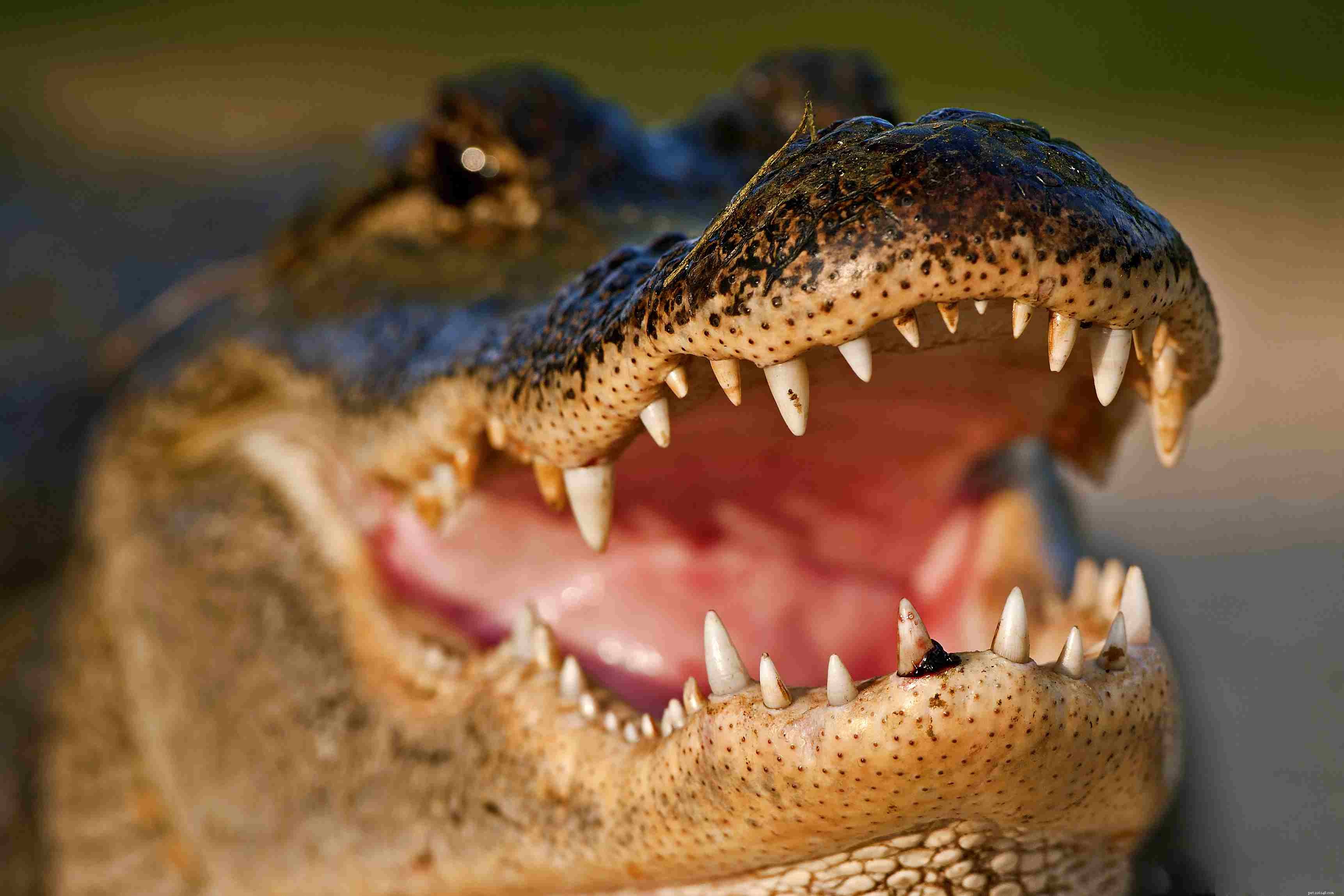 Top 10 Wild Animals That Should Never Be Pets