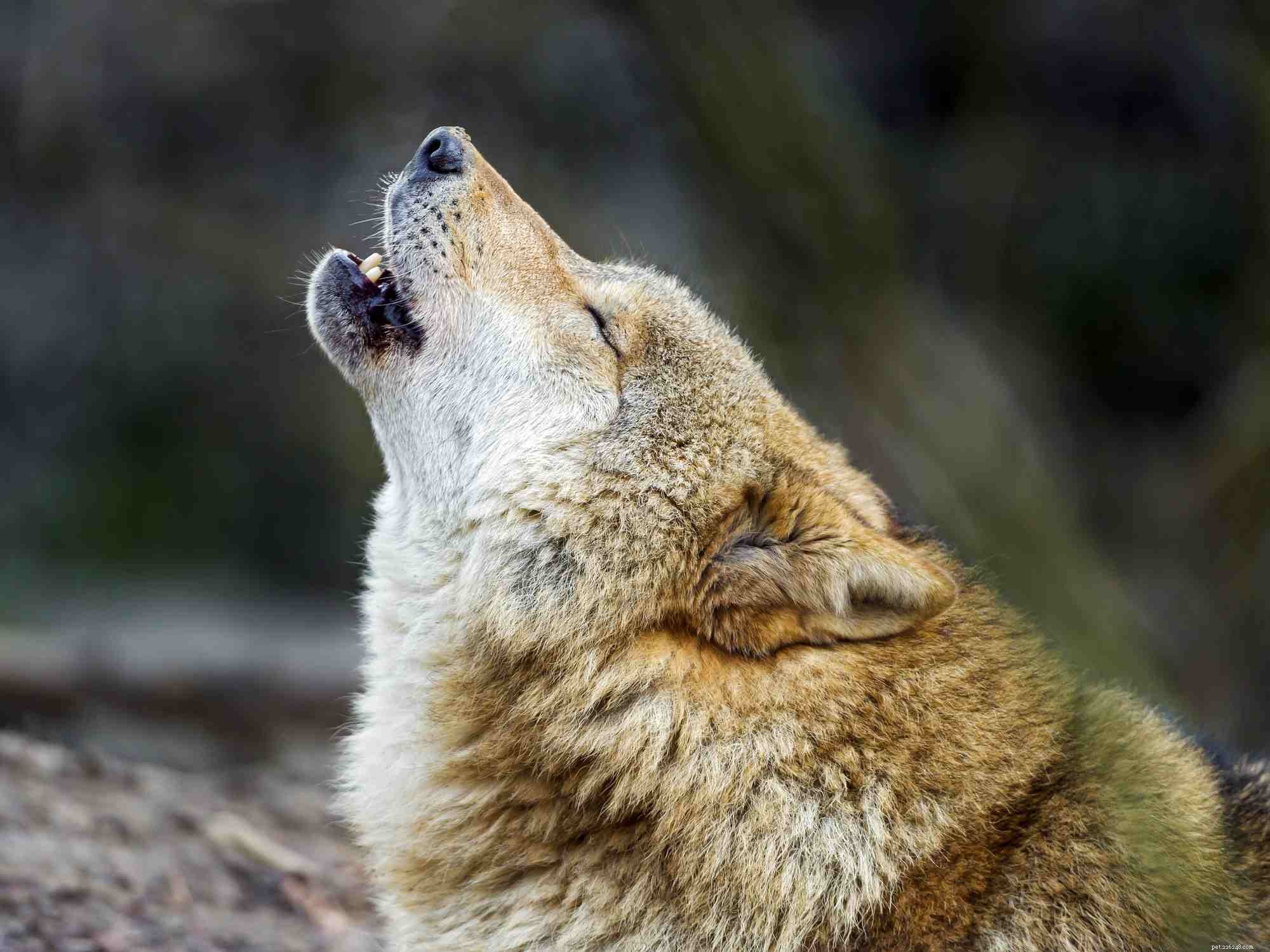 Top 10 Wild Animals That Should Never Be Pets