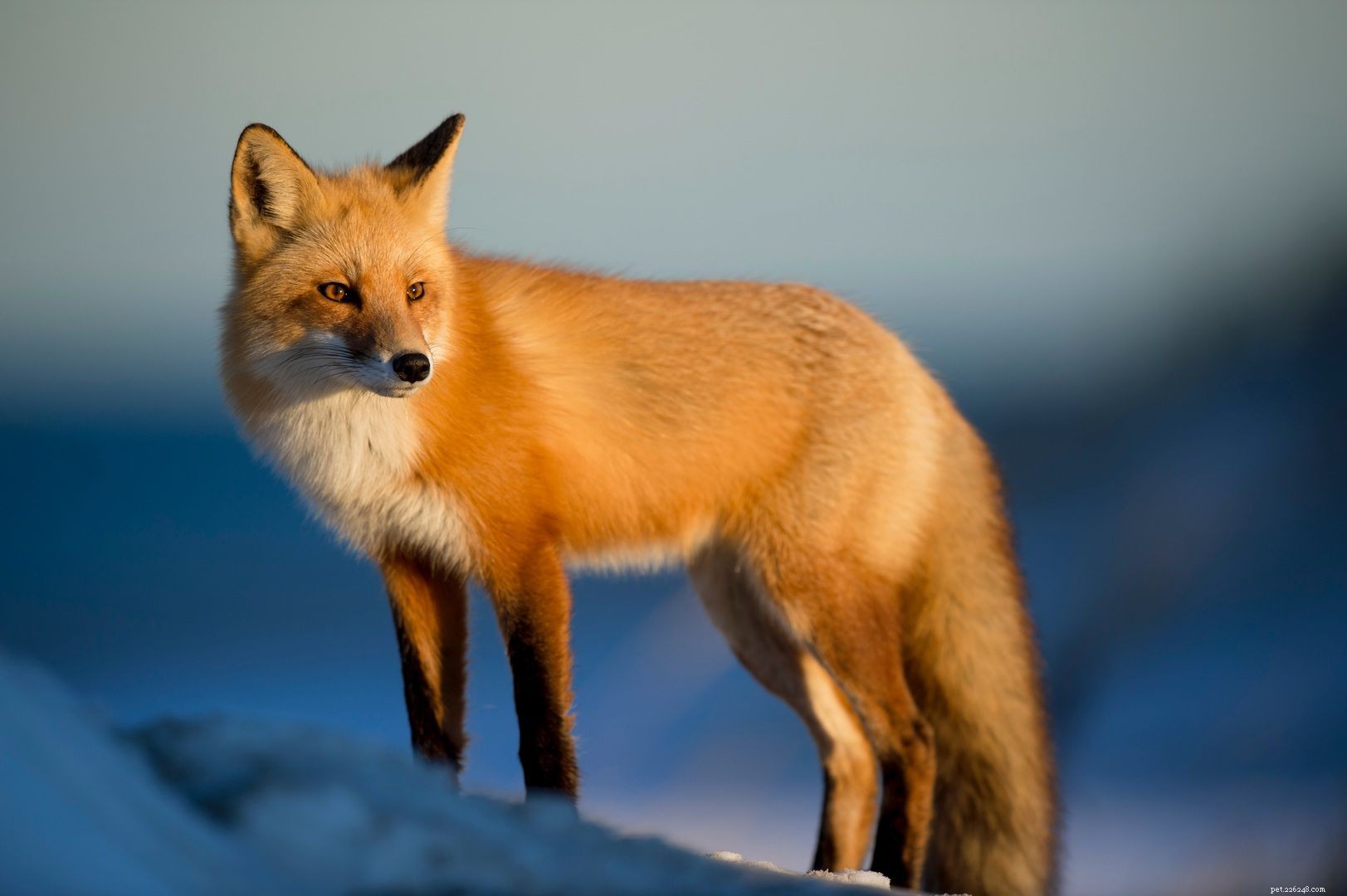 Top 10 Wild Animals That Should Never Be Pets