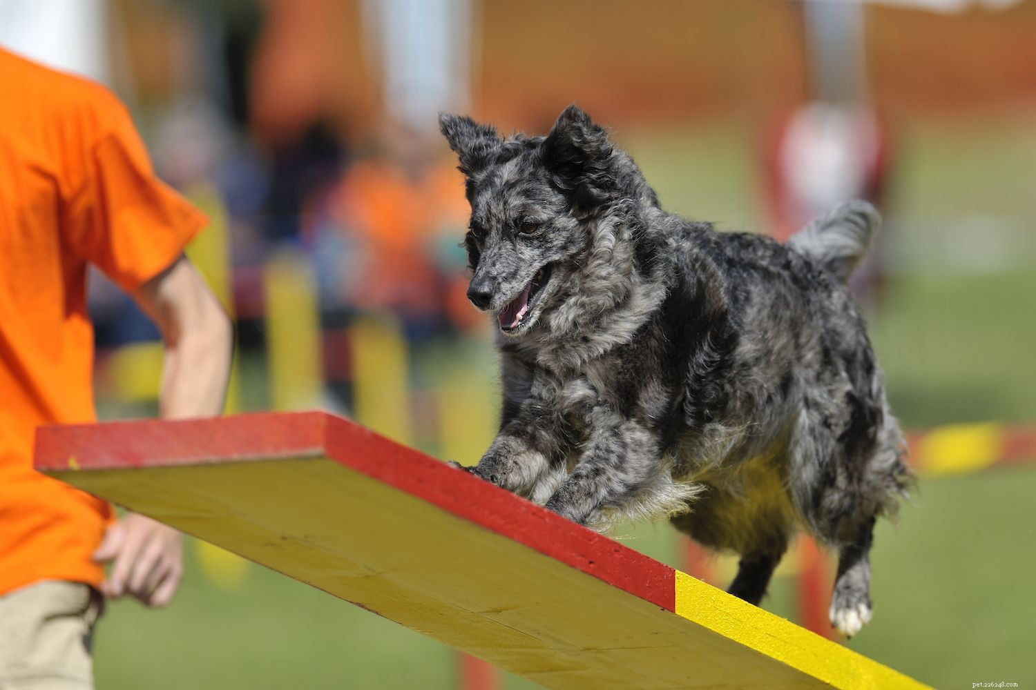 Mudi Dog Breed Overview: History, Traits, Care, and Adoption Tips