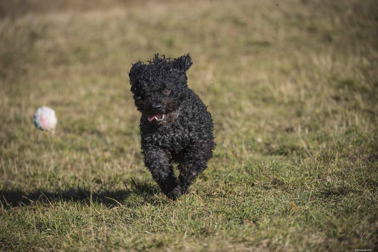 Mudi Dog Breed Overview: History, Traits, Care, and Adoption Tips