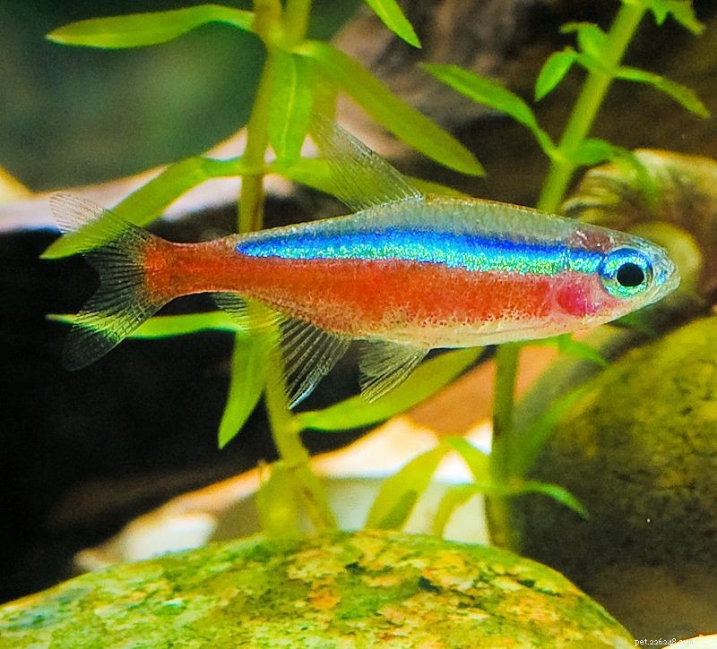 Aquarium Fish Names Starting with C: Common & Scientific Titles