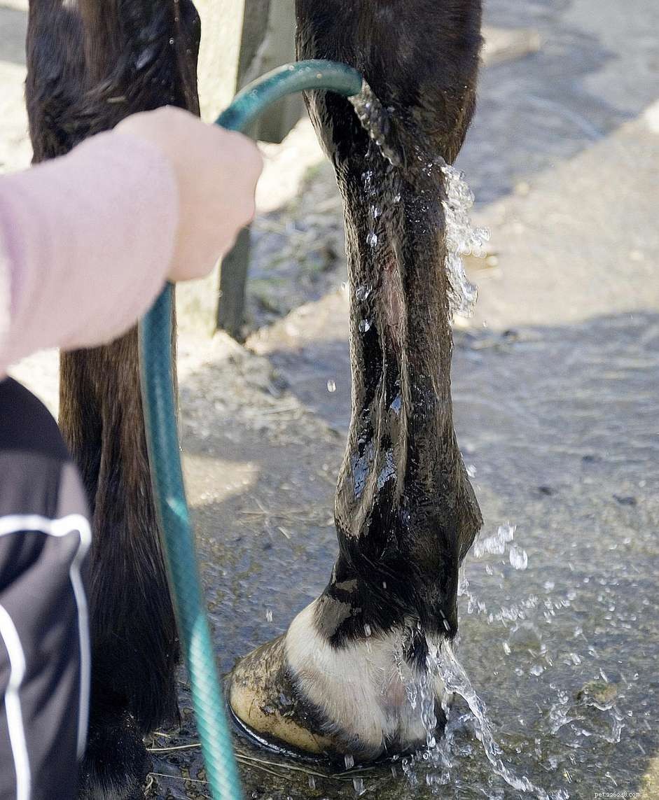 Effective Cold Hosing Techniques for Treating Equine Injuries