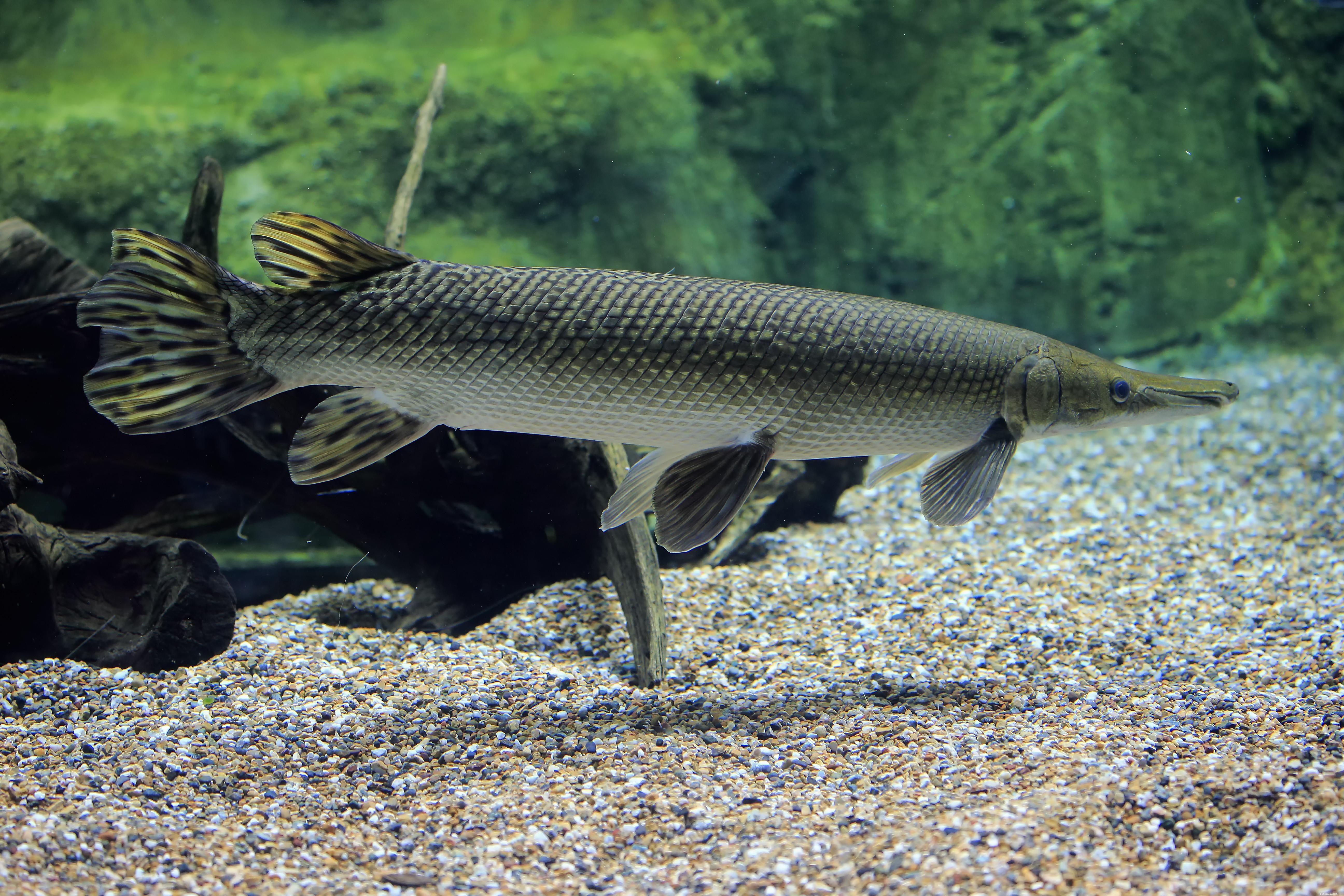 Discover Fish Names Starting with A: Common & Scientific Guide