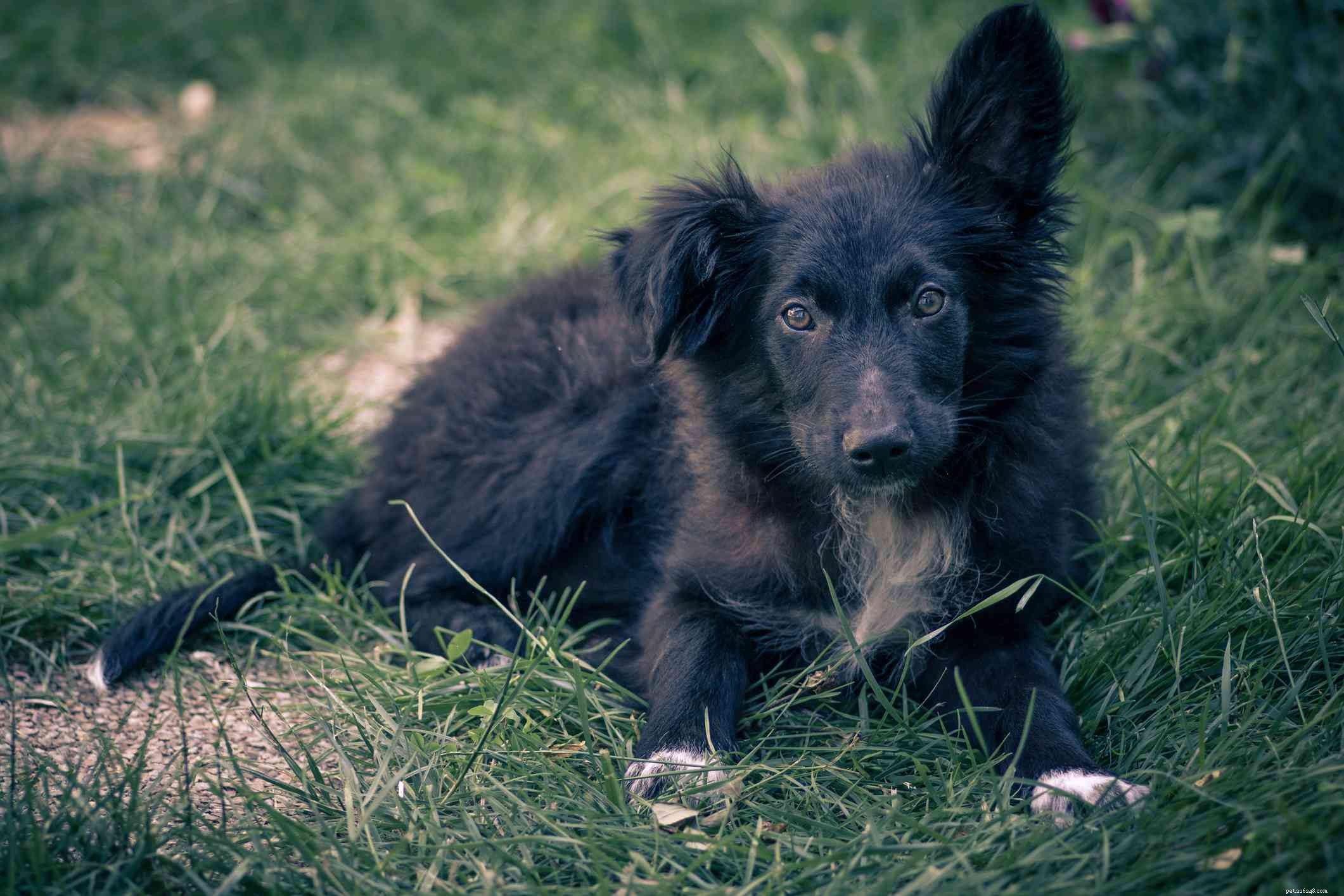 Croatian Sheepdog (Hrvatski Ovcar): Comprehensive Breed Profile