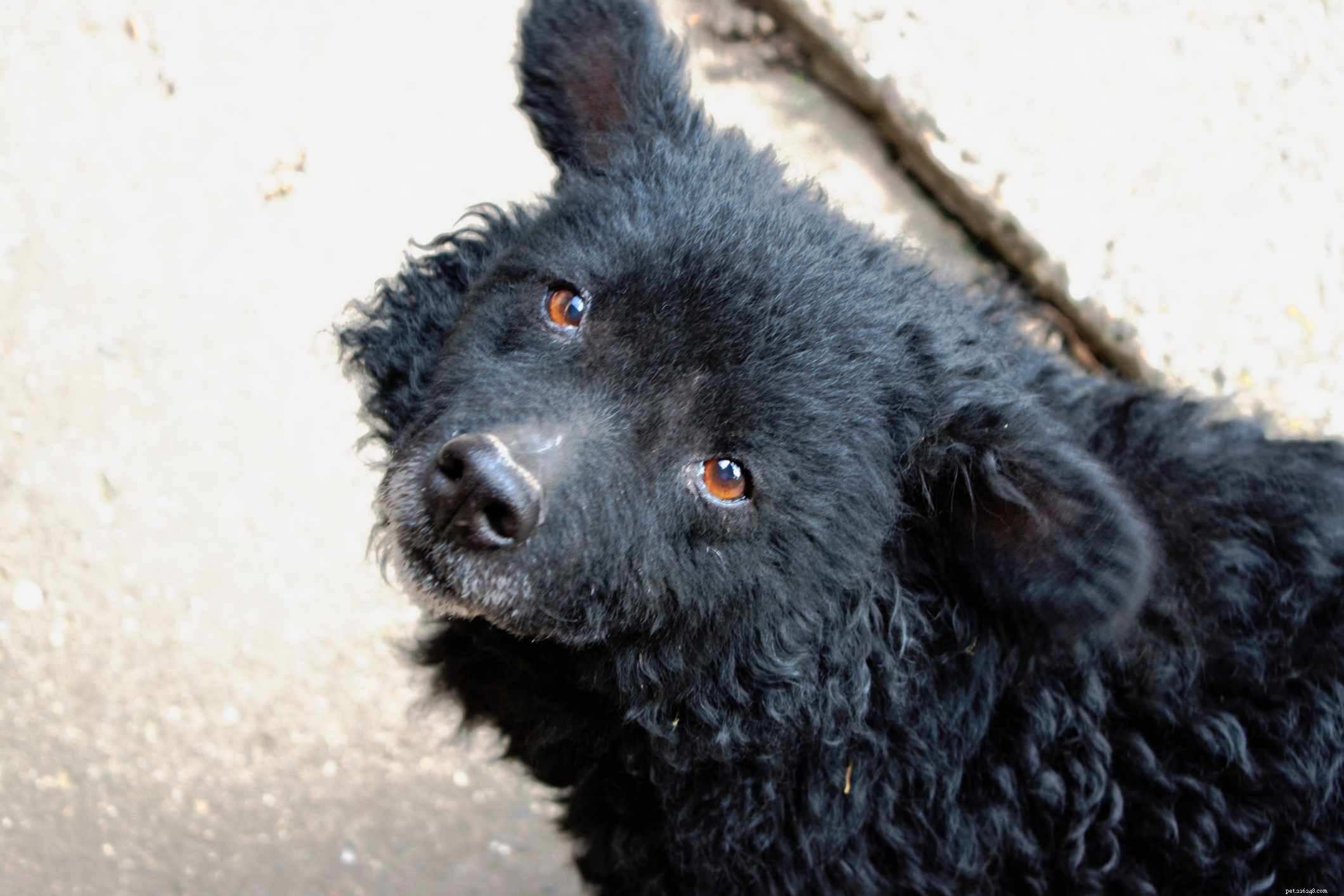 Croatian Sheepdog (Hrvatski Ovcar): Comprehensive Breed Profile