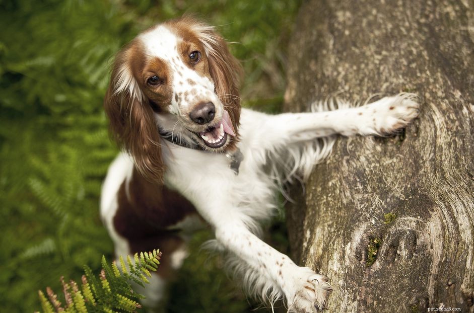 Welsh Springer Spaniel: Comprehensive Breed Guide – History, Care, and Adoption Tips
