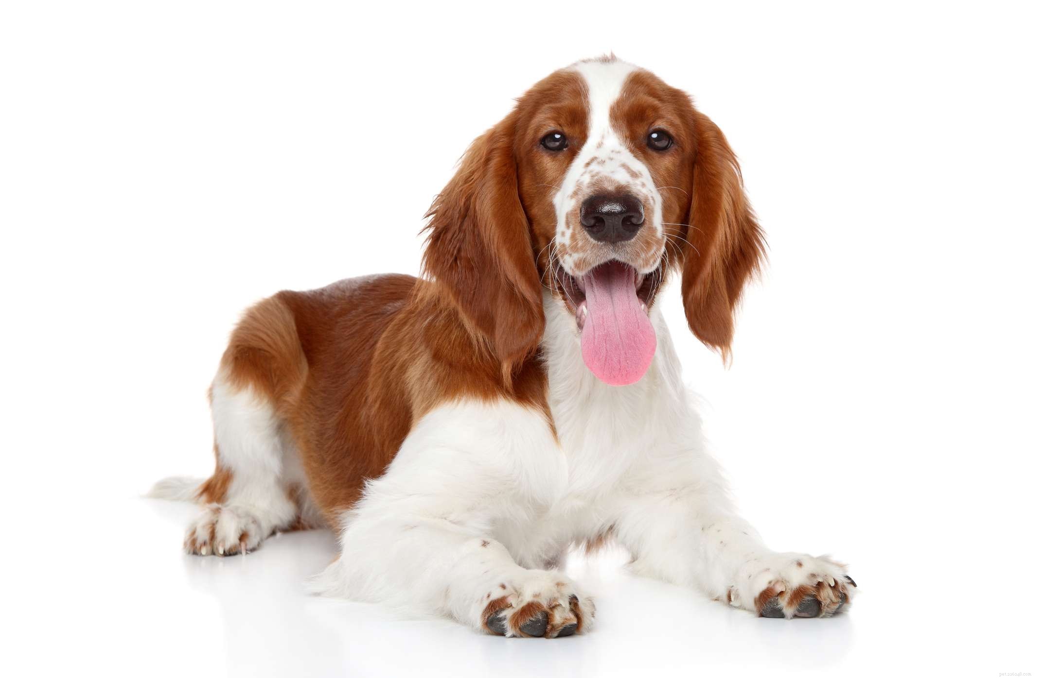 Welsh Springer Spaniel: Comprehensive Breed Guide – History, Care, and Adoption Tips